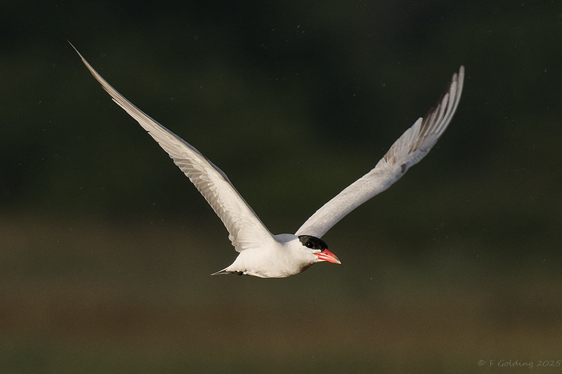 Caspian Tern