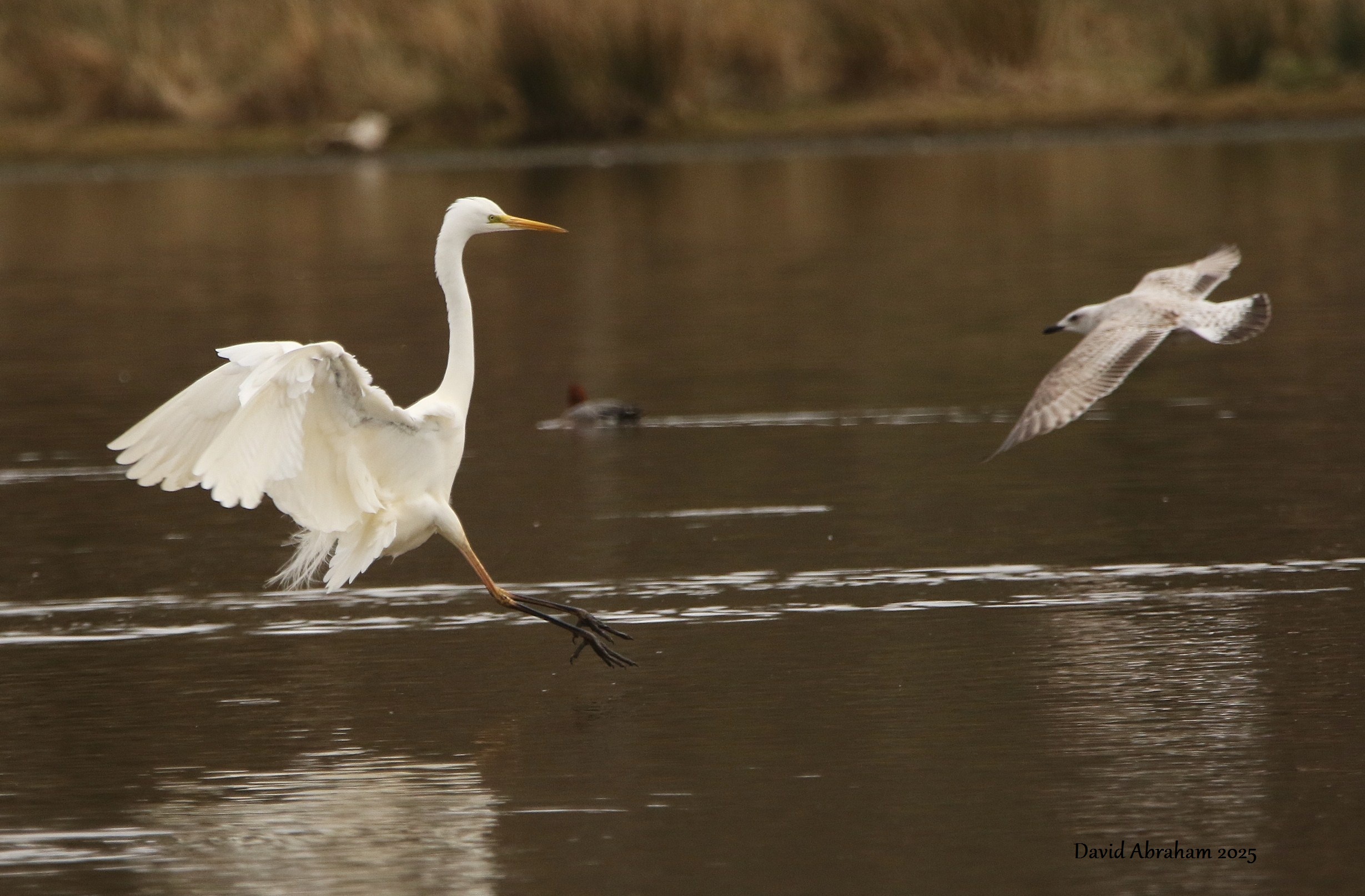 Great White Egret 