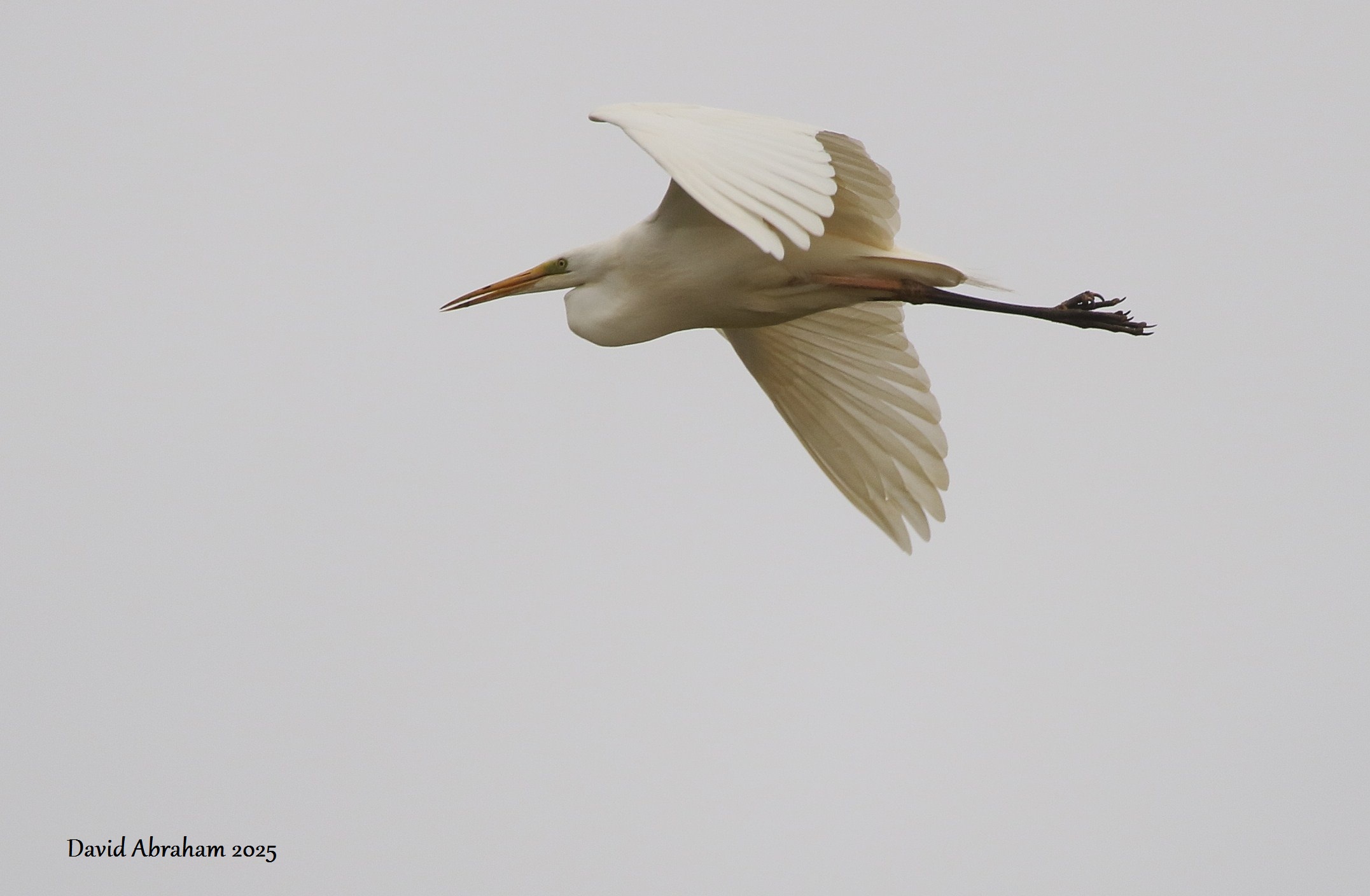 Great White Egret 