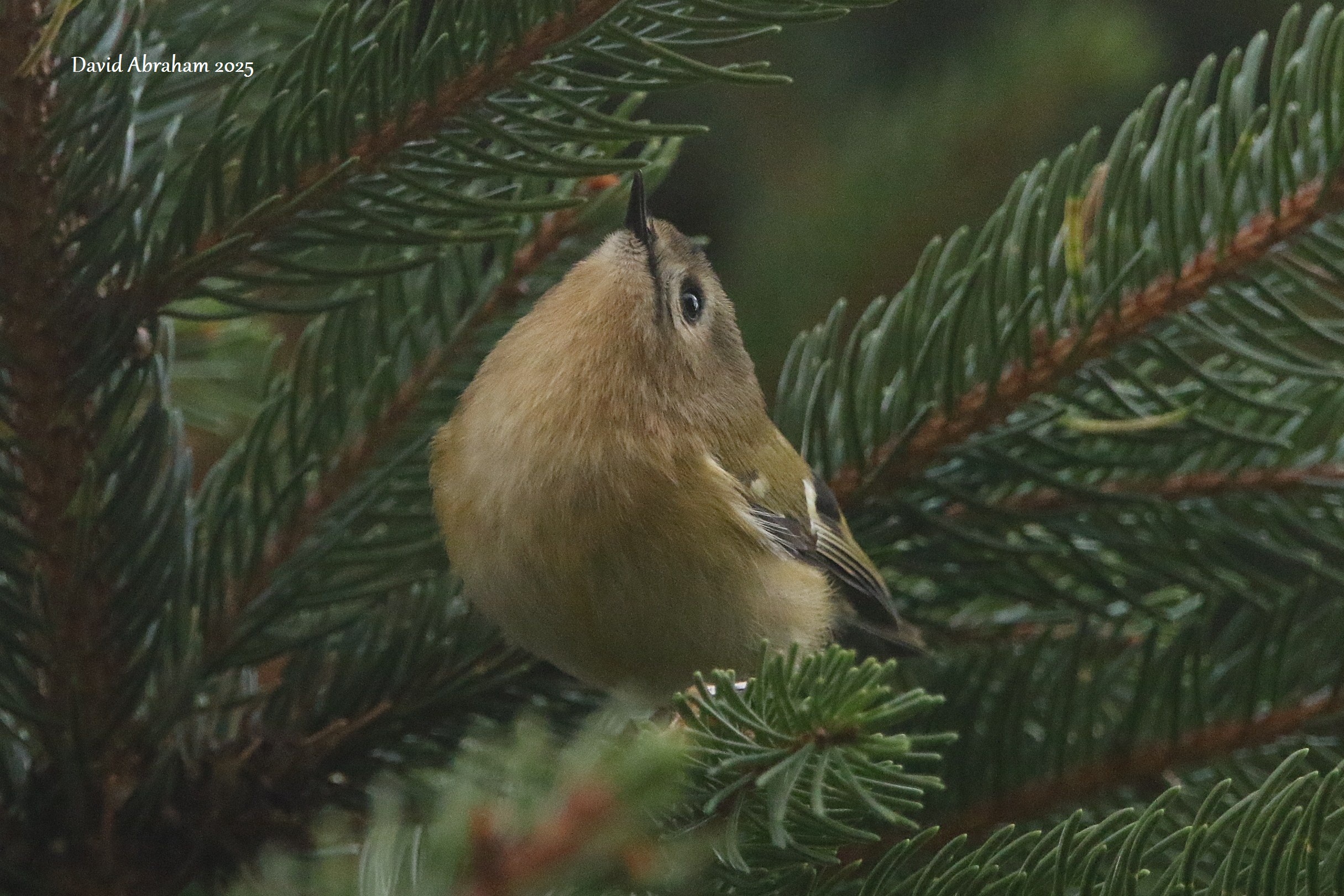 Goldcrest 