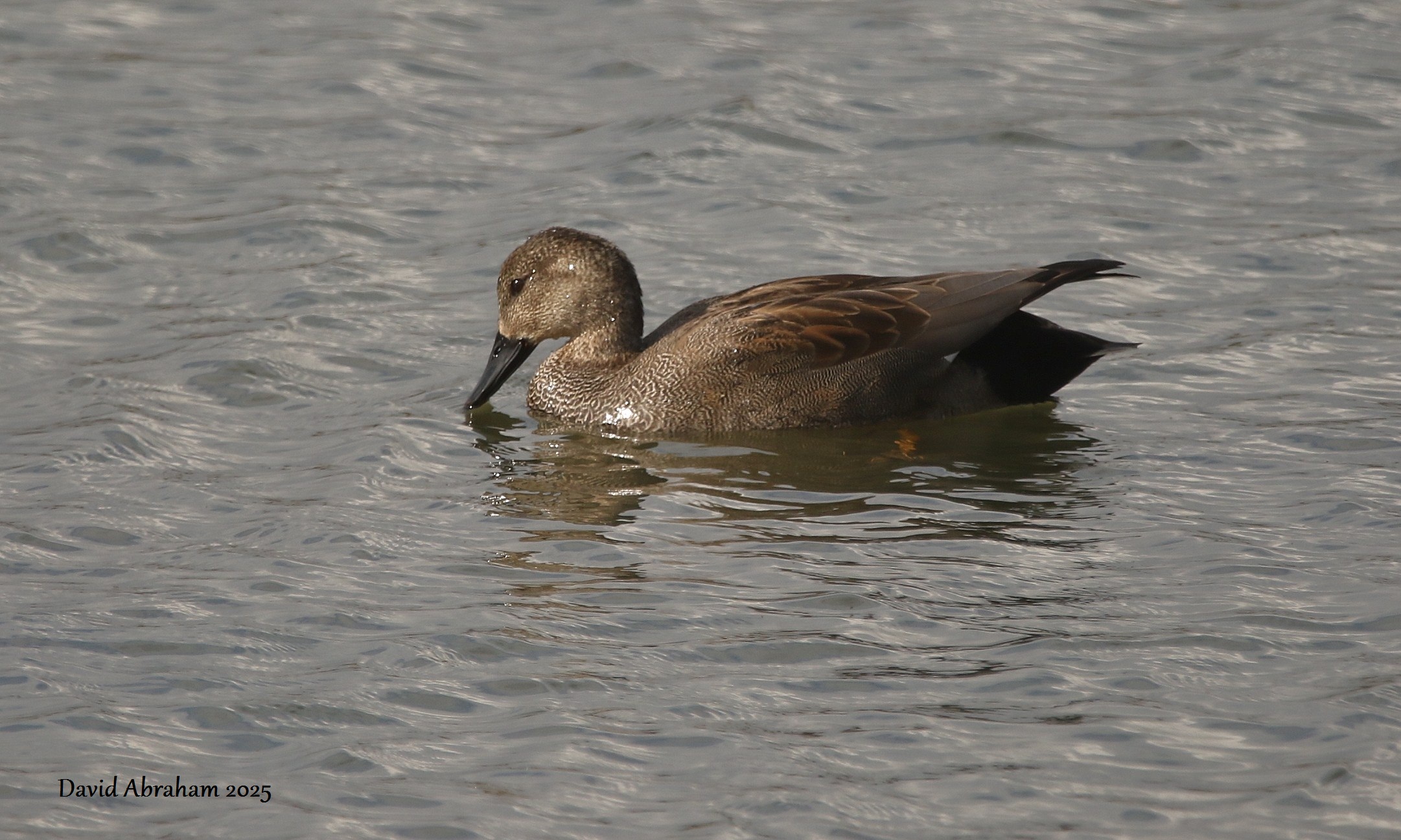 Gadwall 