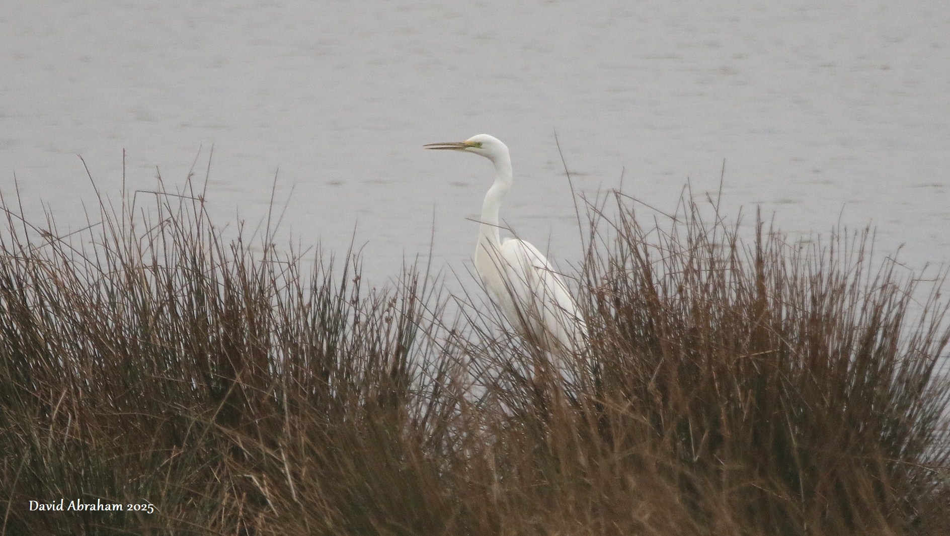 Great White Egret 