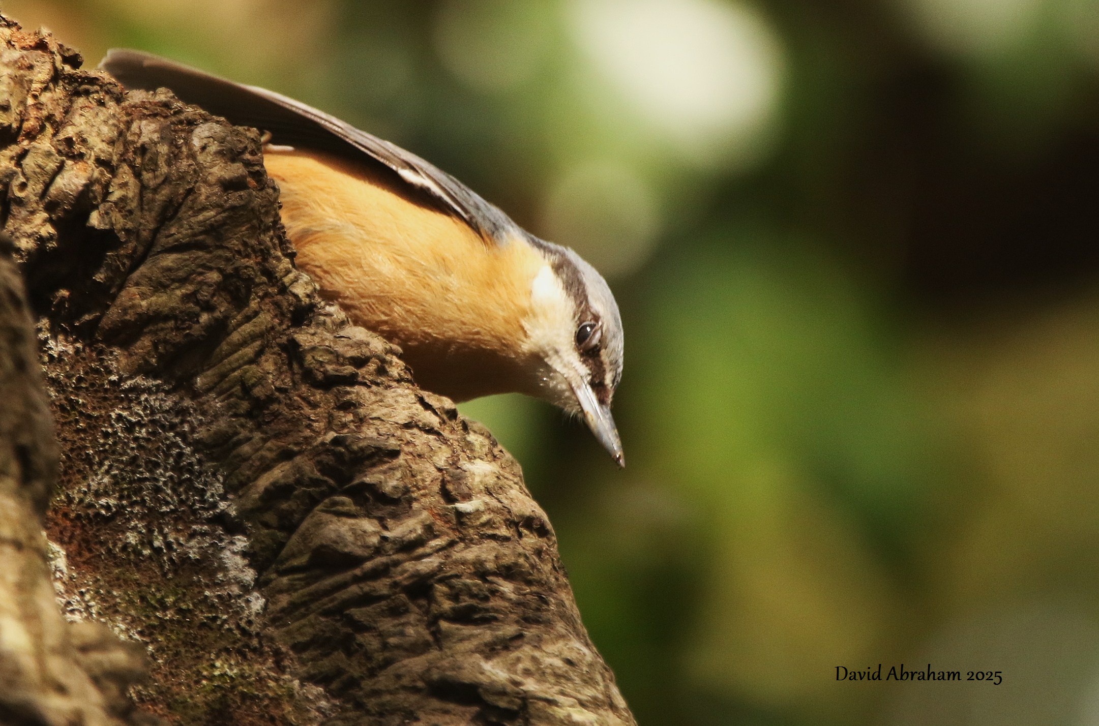 Nuthatch 
