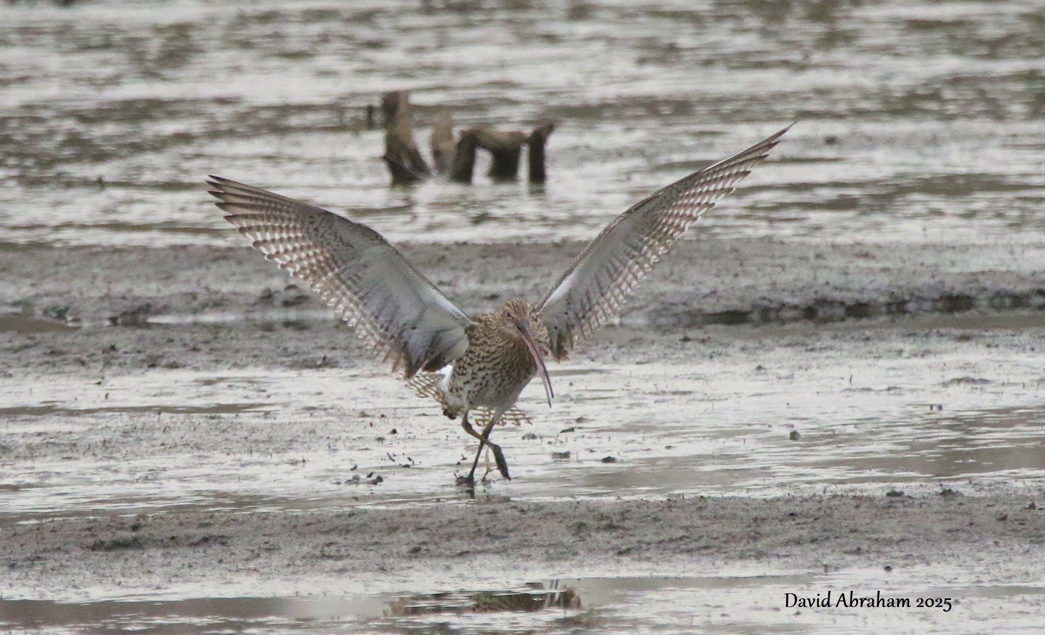 Curlew 