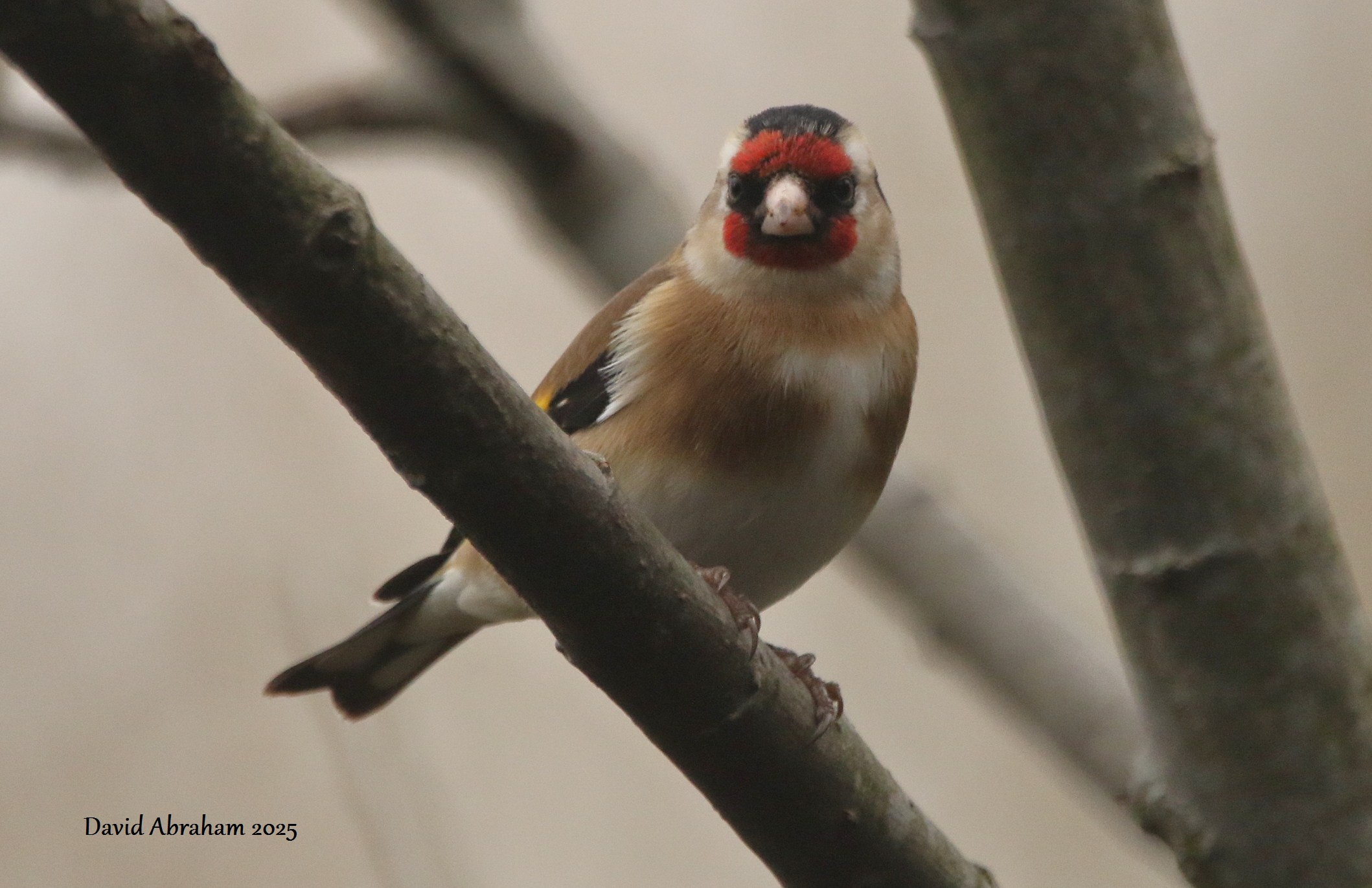 Goldfinch 