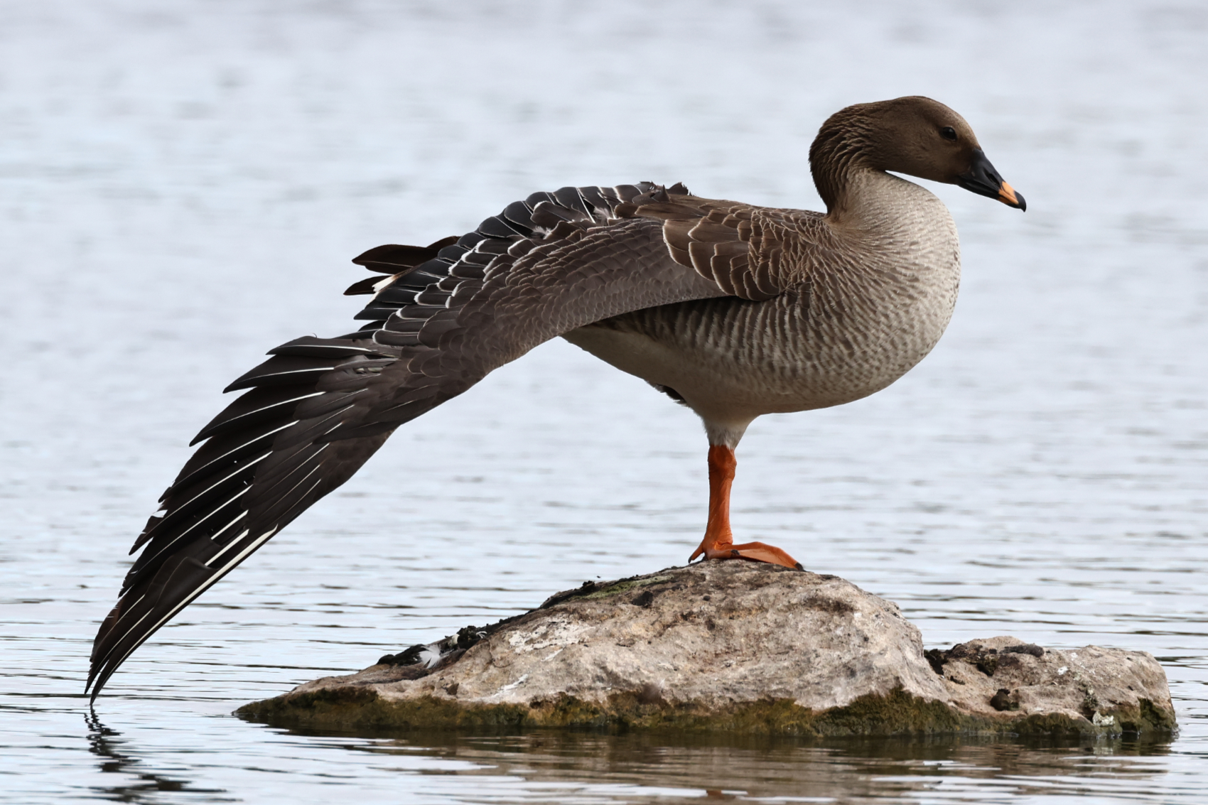 Tundra Bean Goose