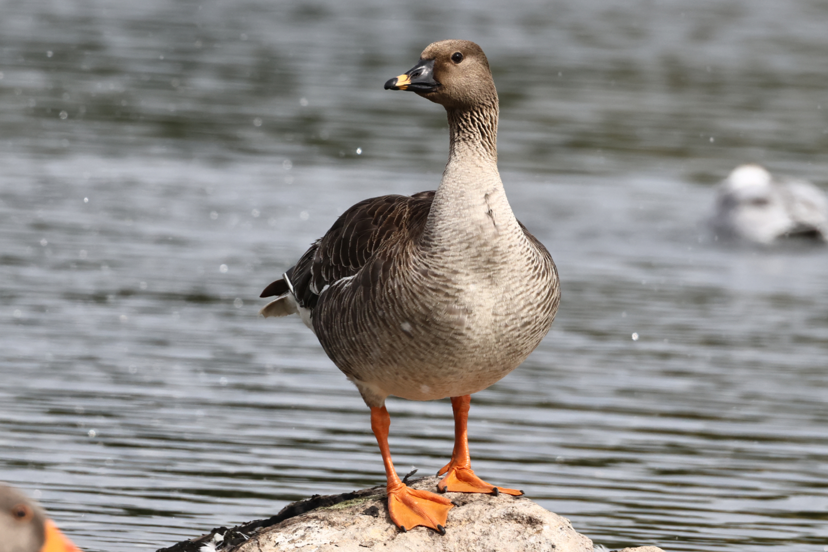 Tundra Bean Goose