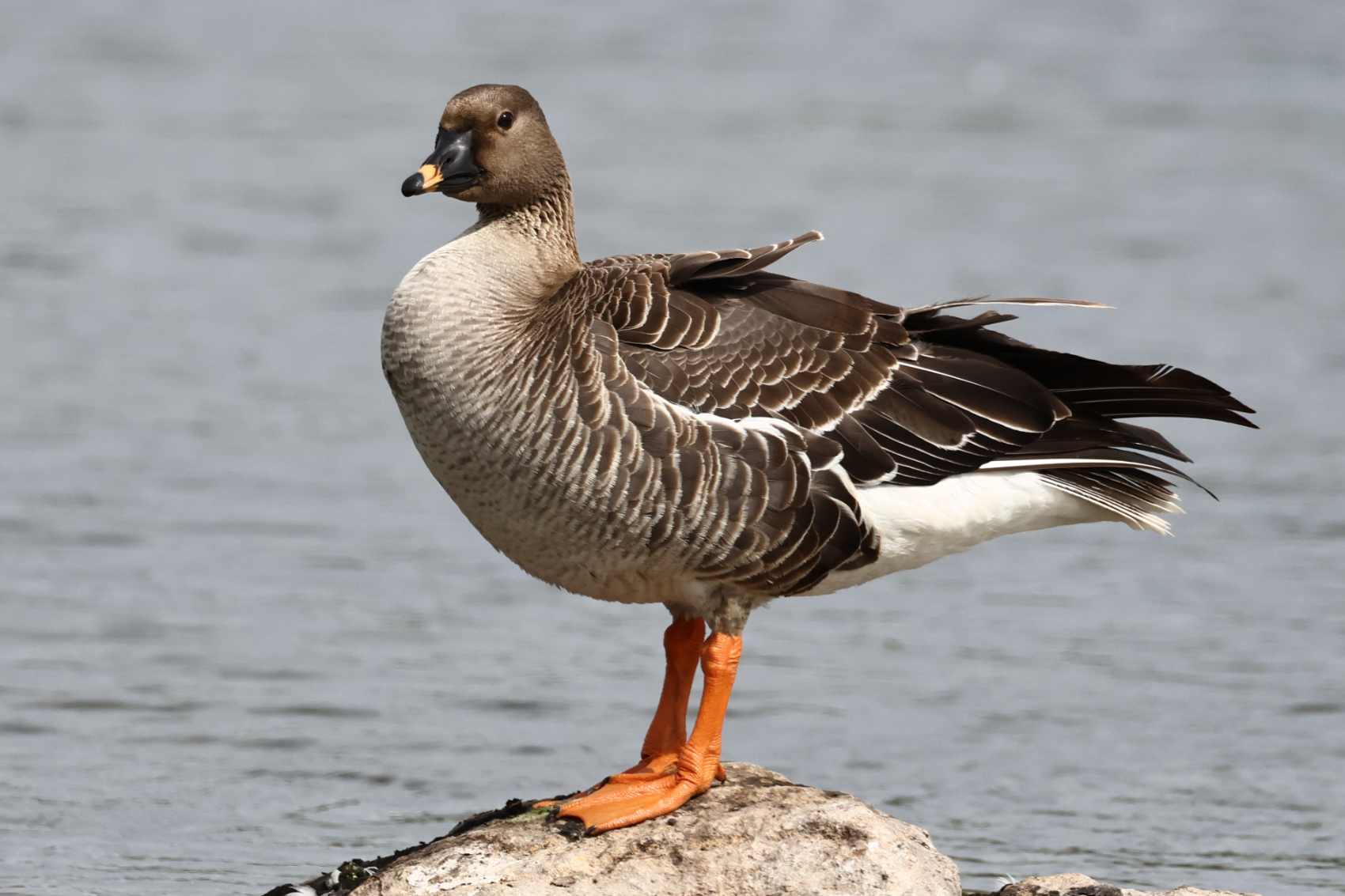 Tundra Bean Goose