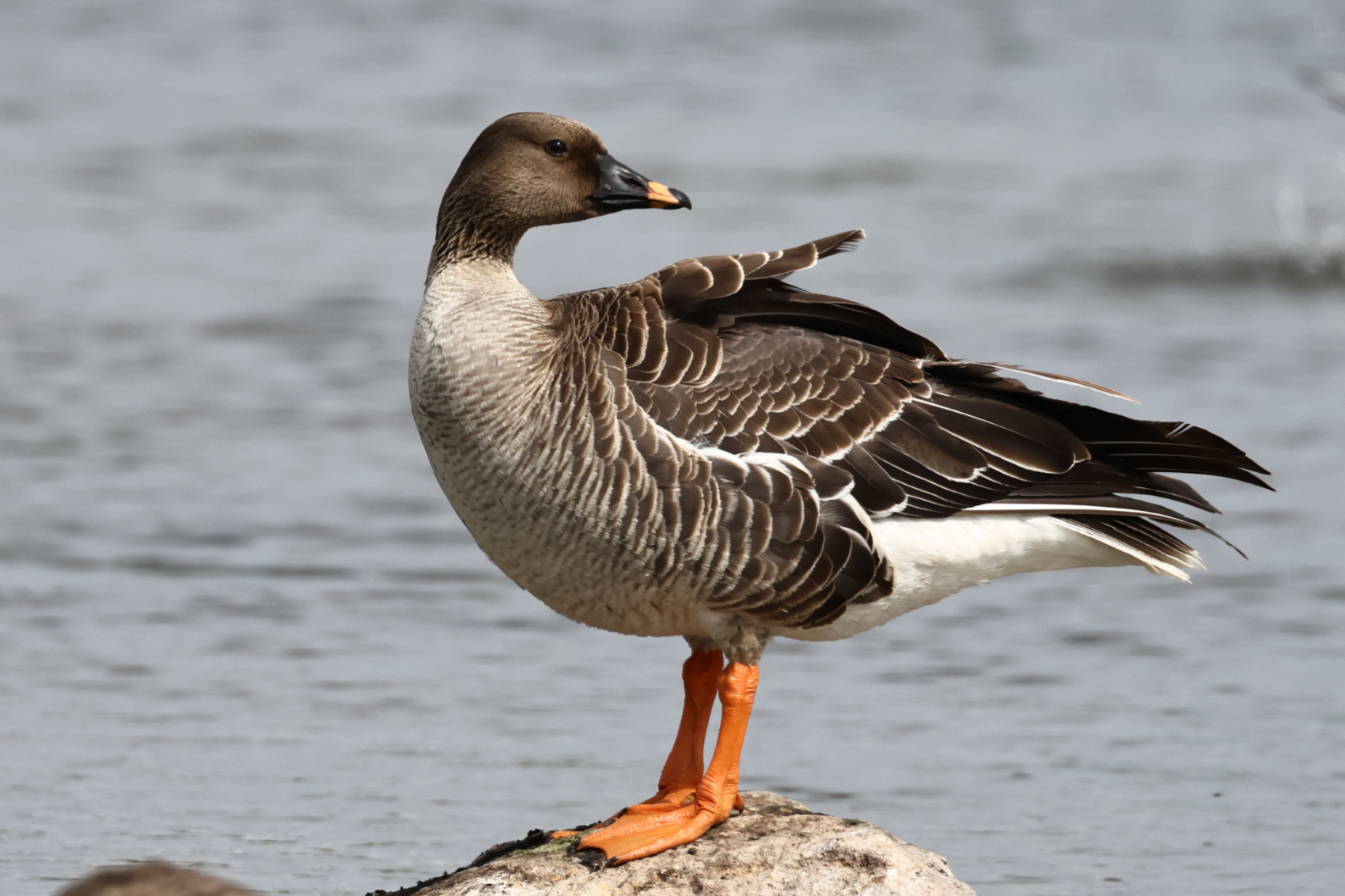 Tundra Bean Goose