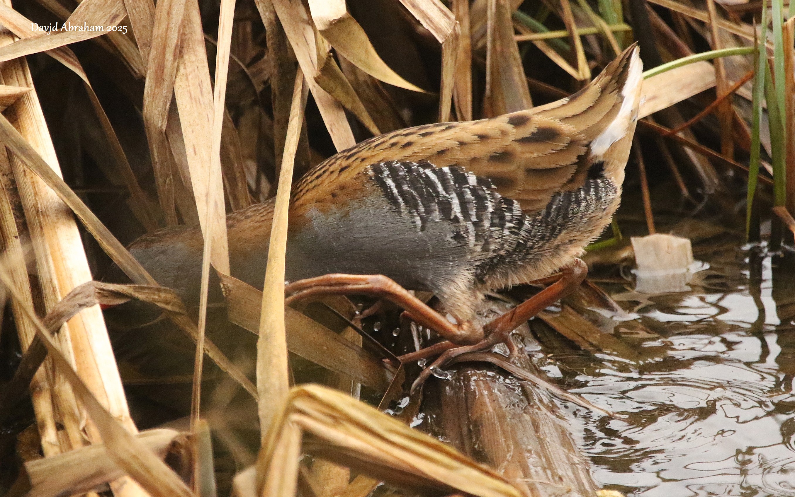 Water Rail 