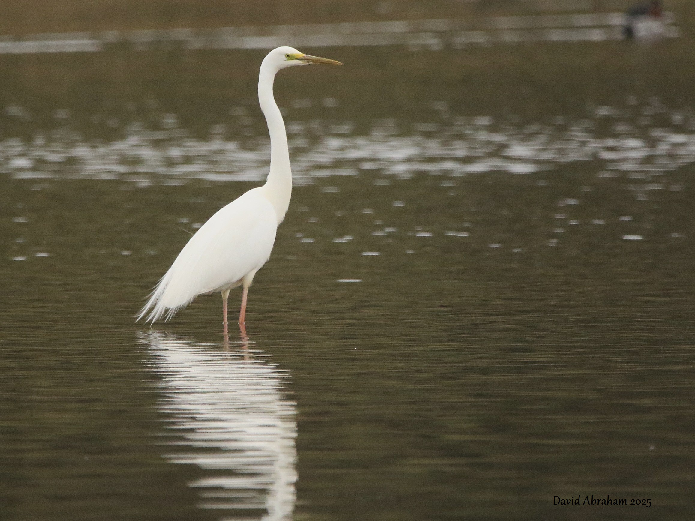 Great White Egret