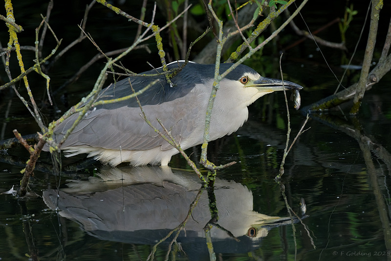 Night Heron