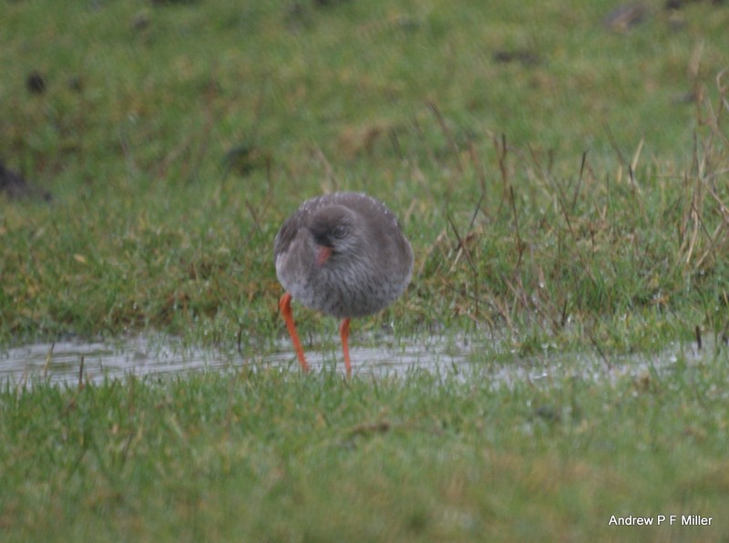 Redshank