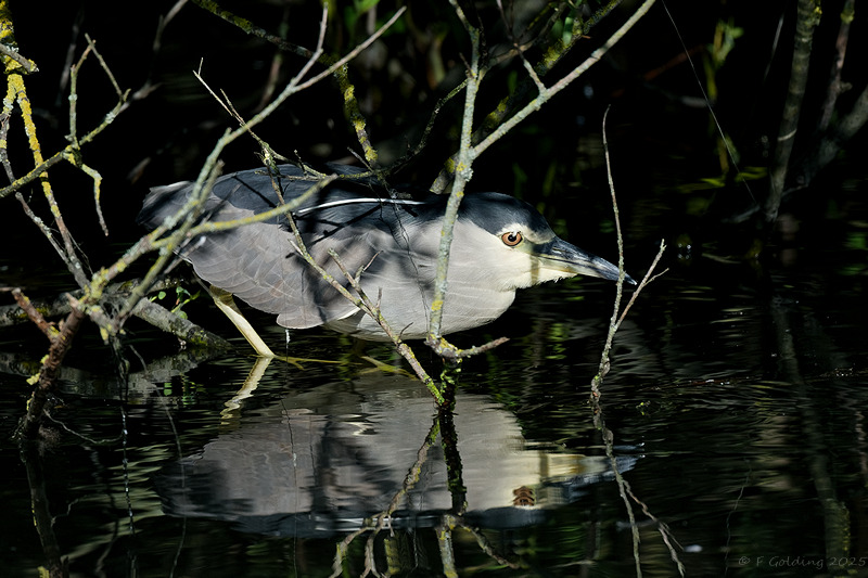 Night Heron