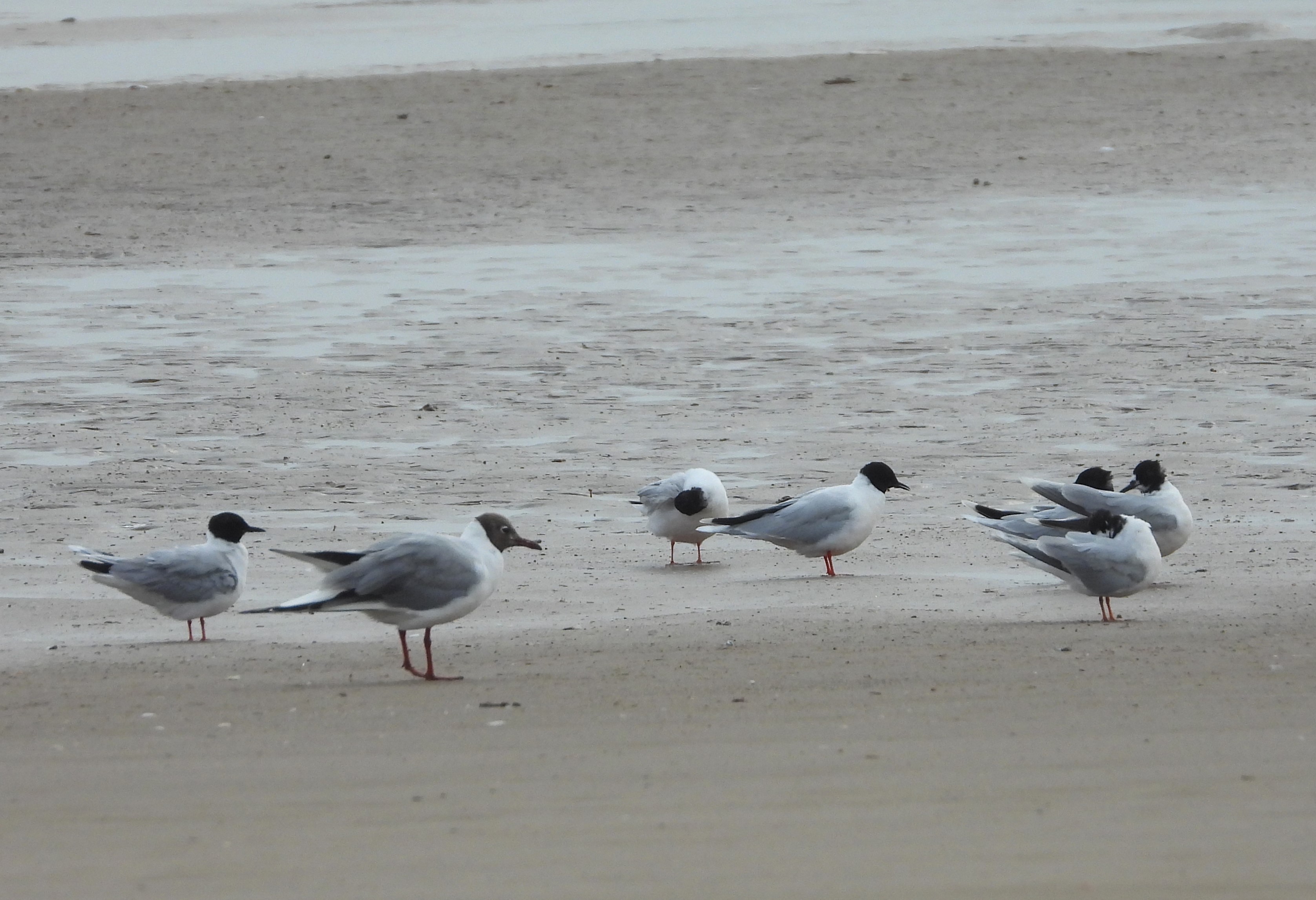 Little Gull