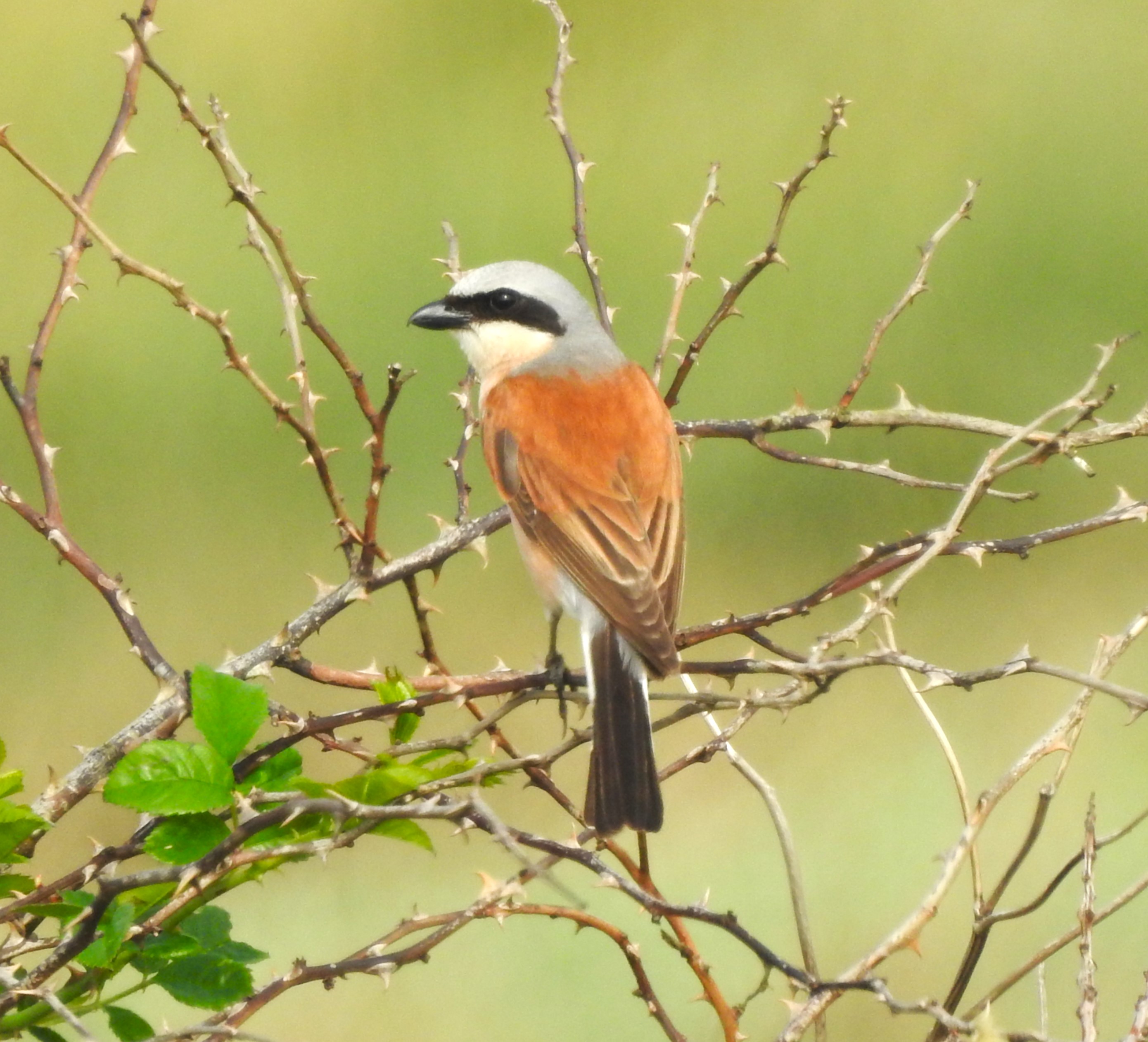 Red-backed Shrike
