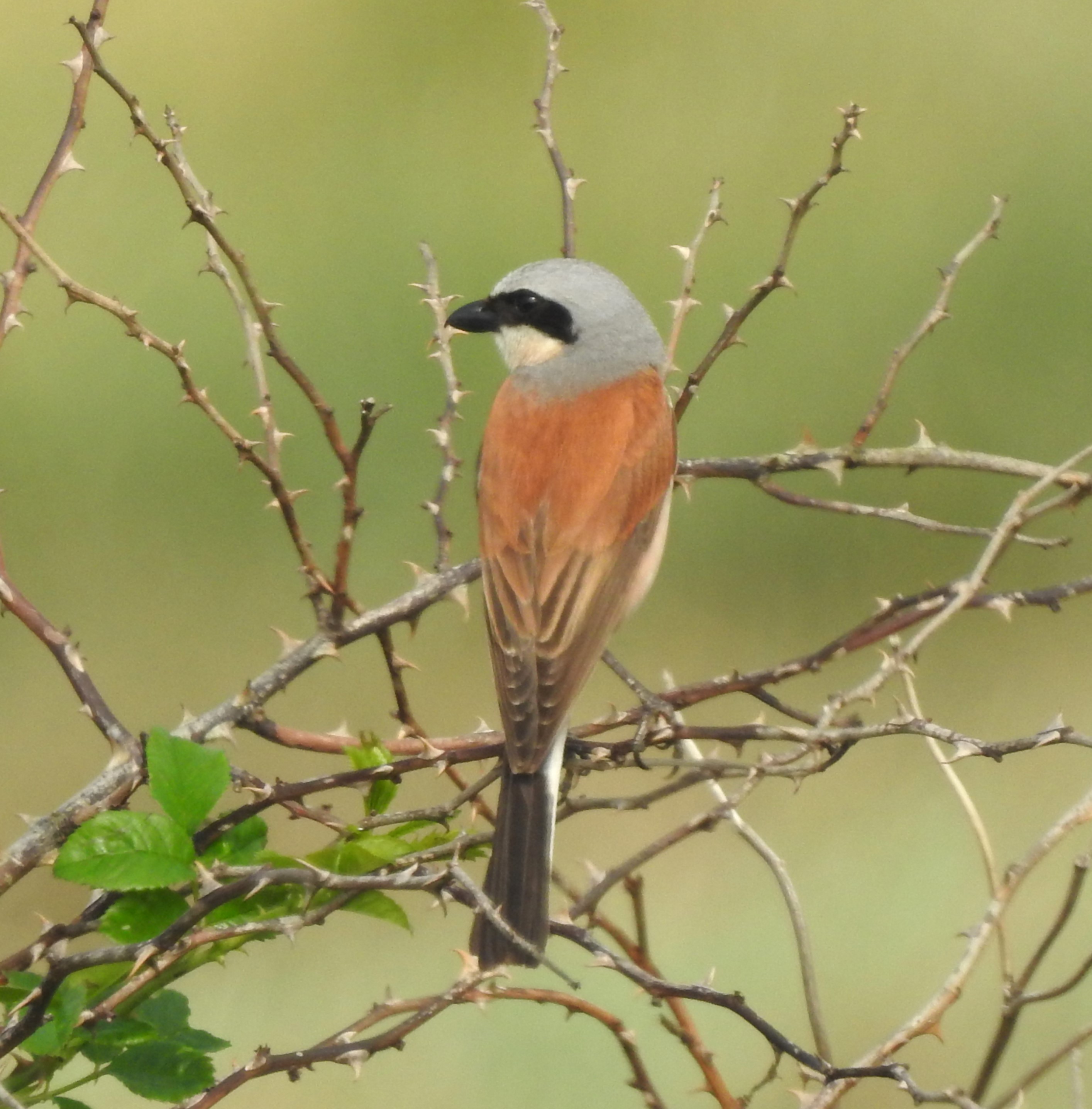 Red-backed Shrike