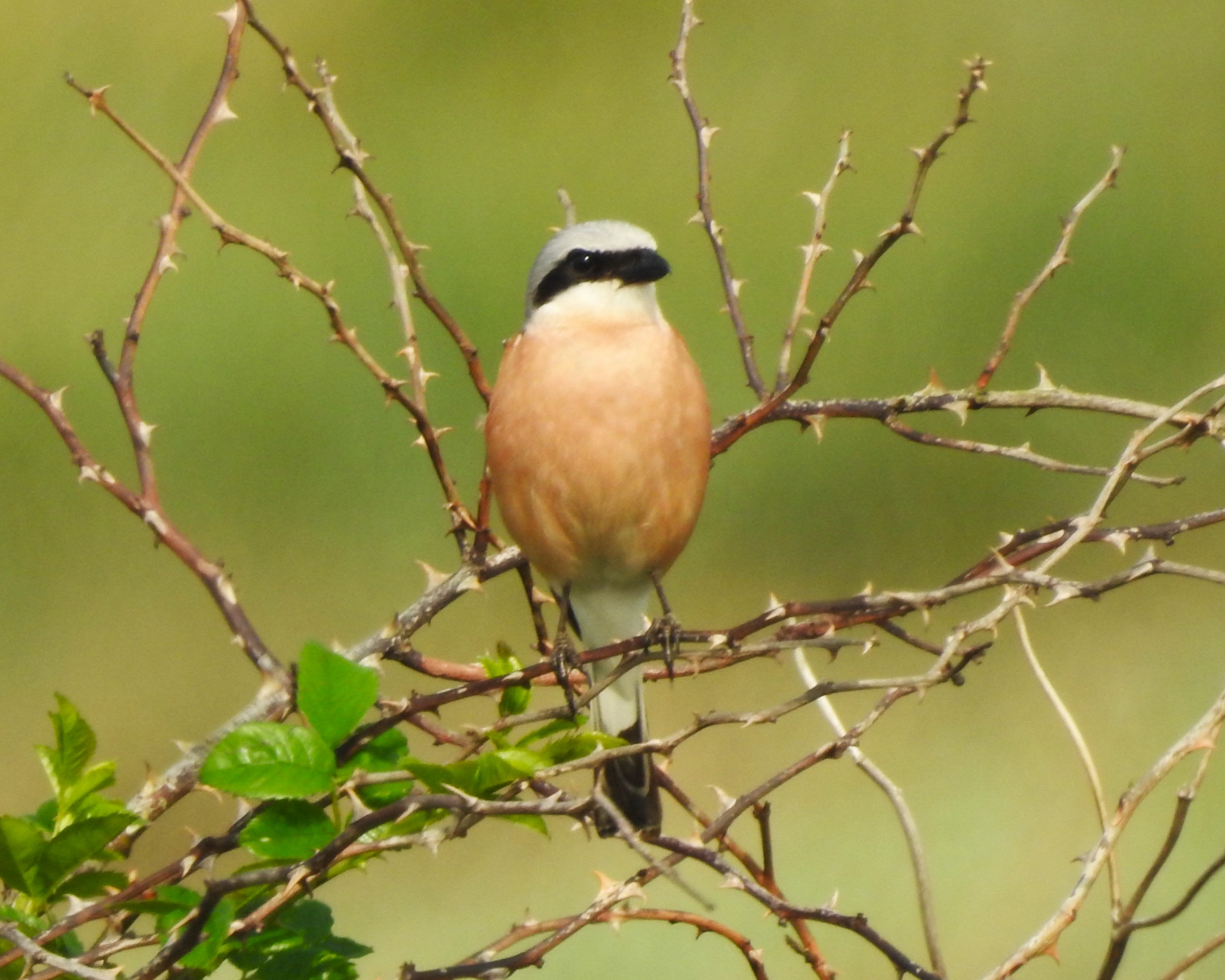 Red-backed Shrike