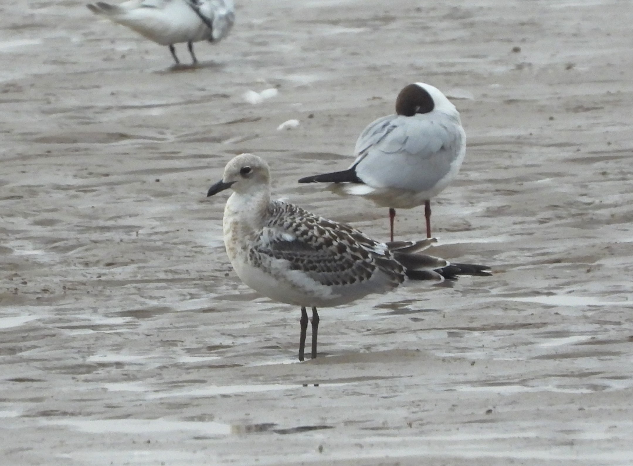 Mediterranean Gull