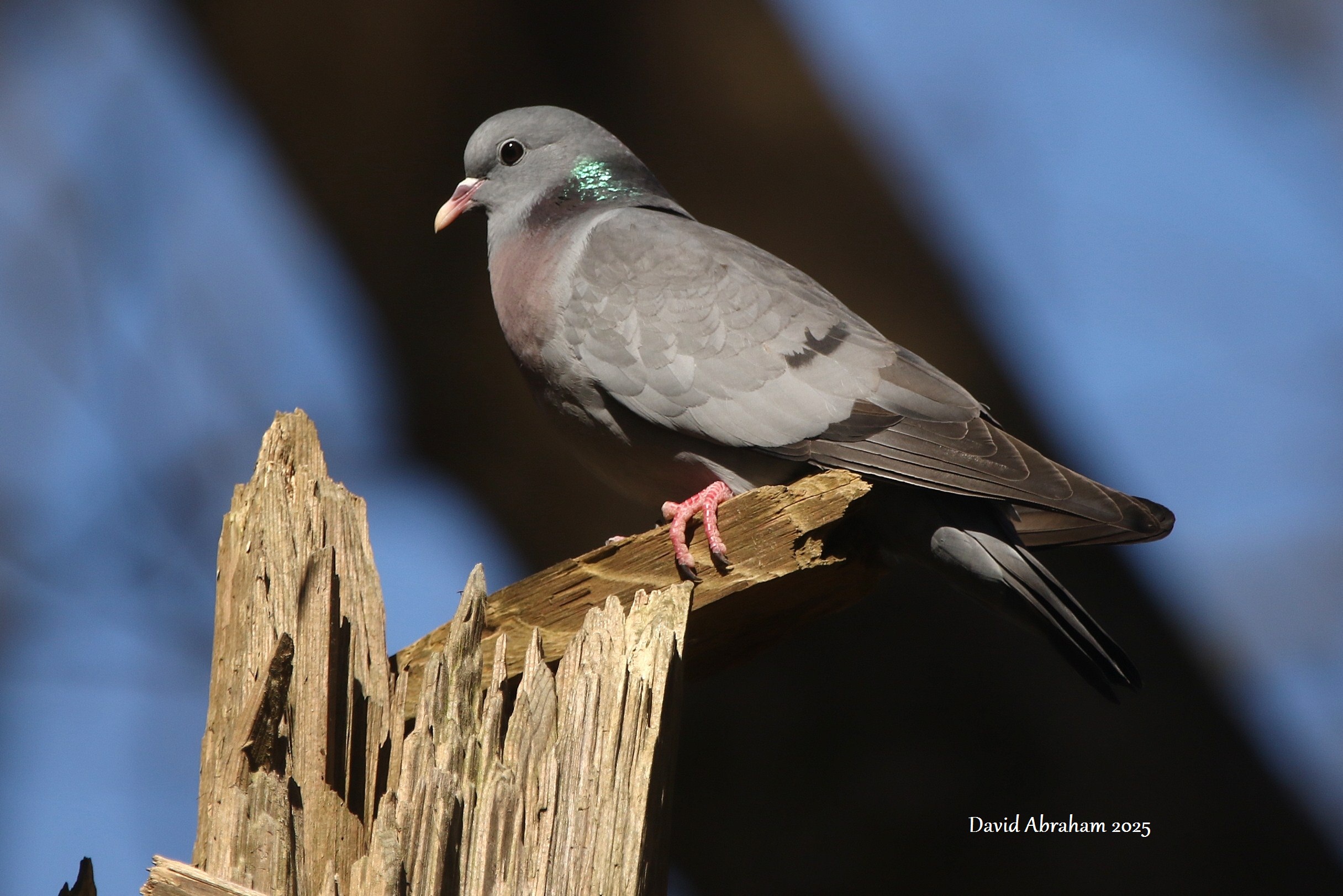 Stock Dove 