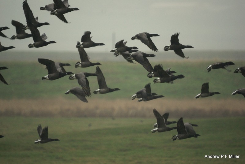 Brent Goose