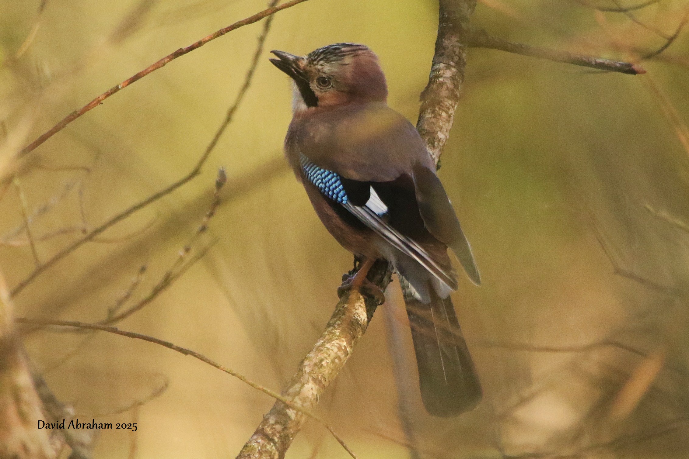 Jay