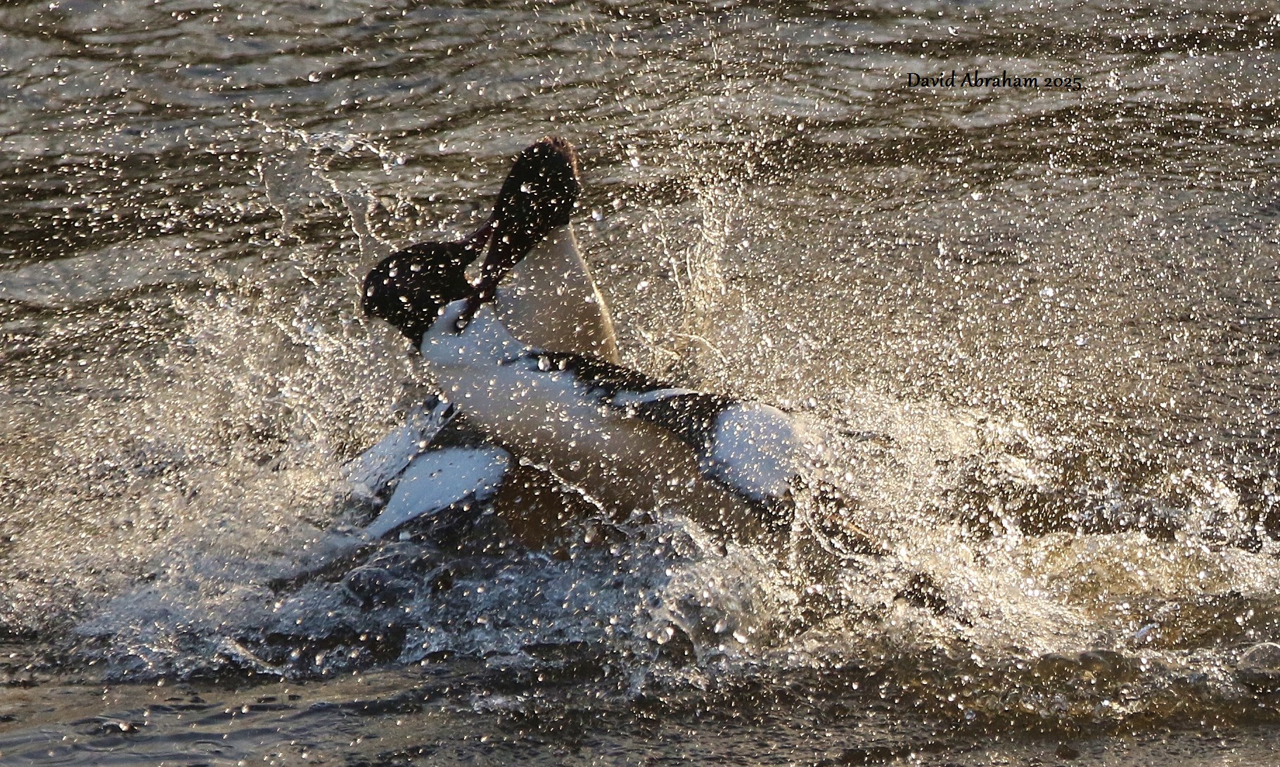 Gooseander 