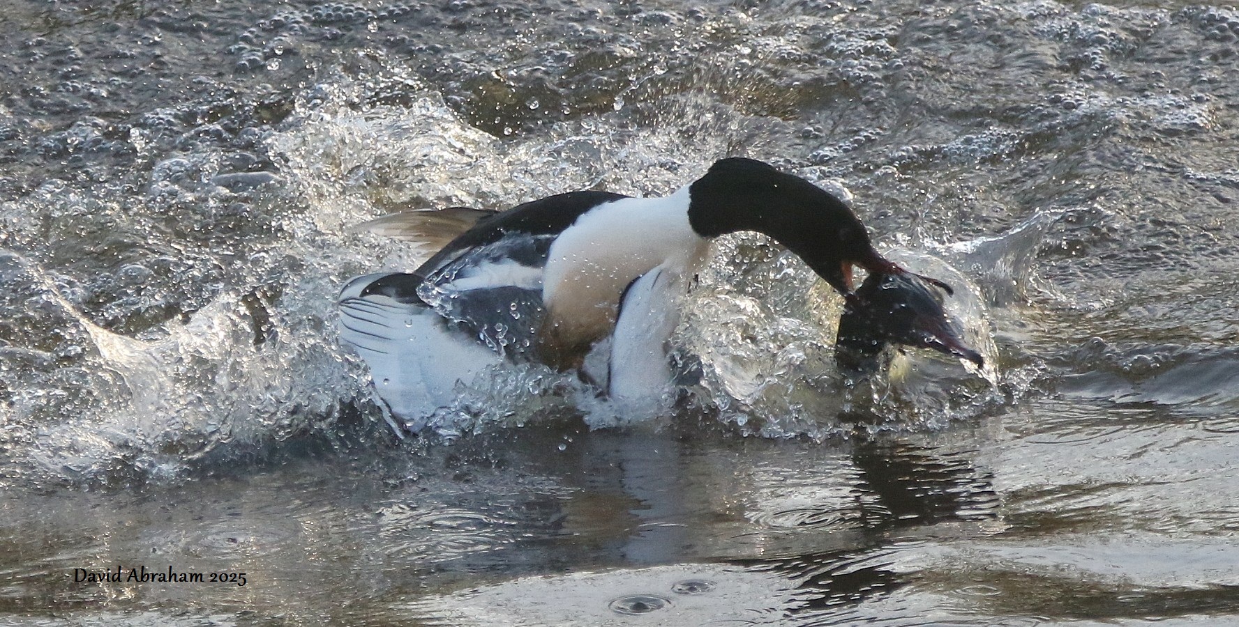 Gooseander 