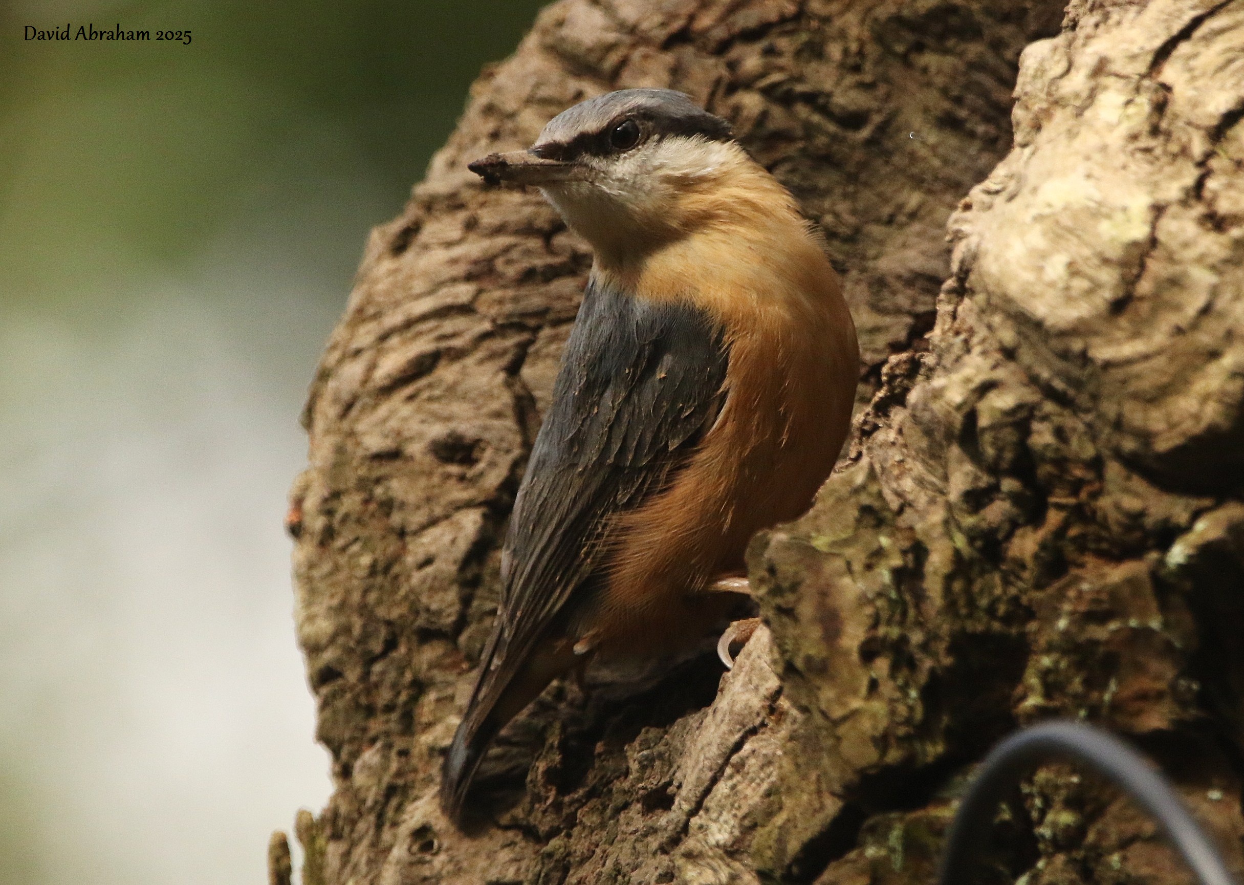 Nuthatch 