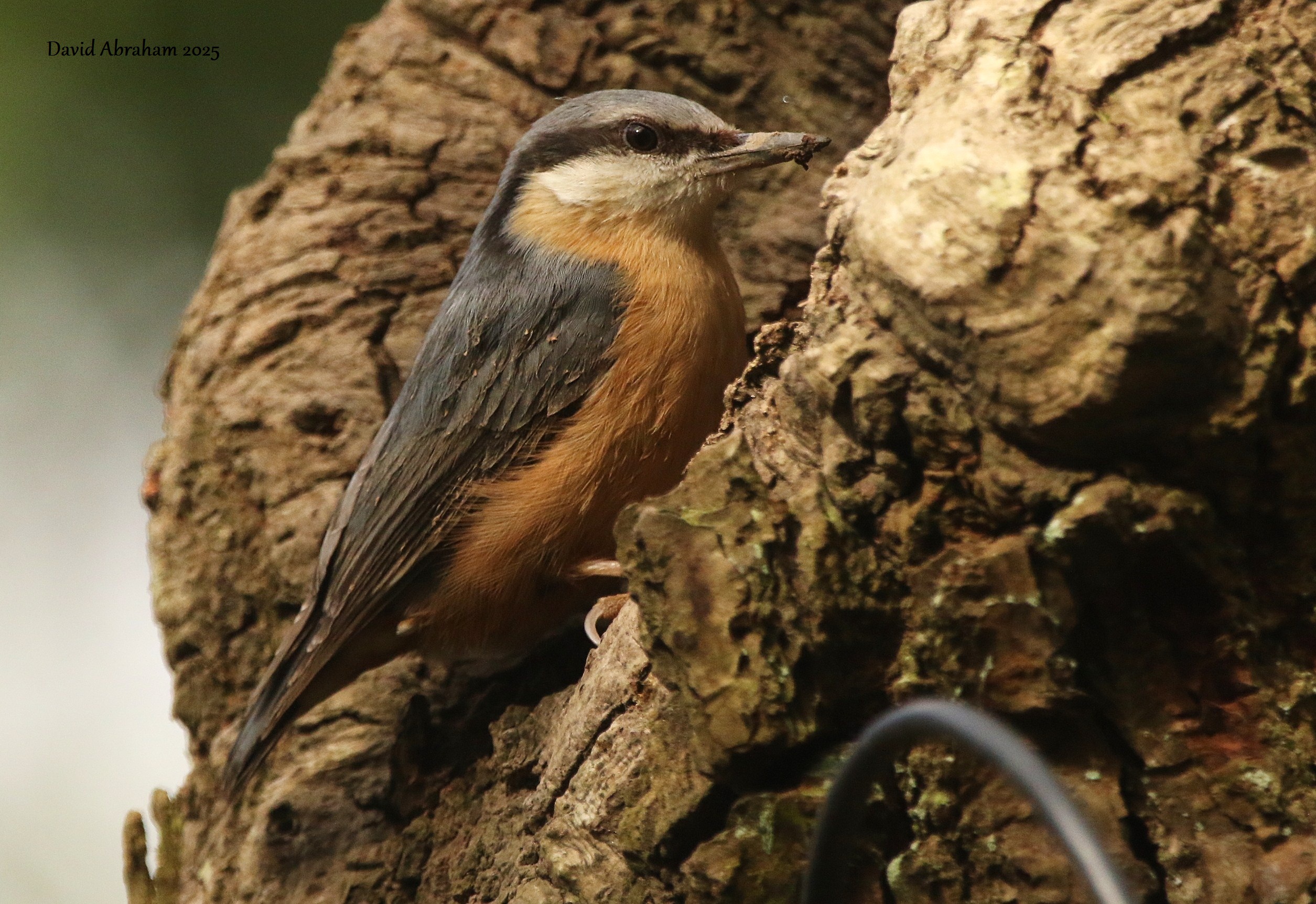 Nuthatch 