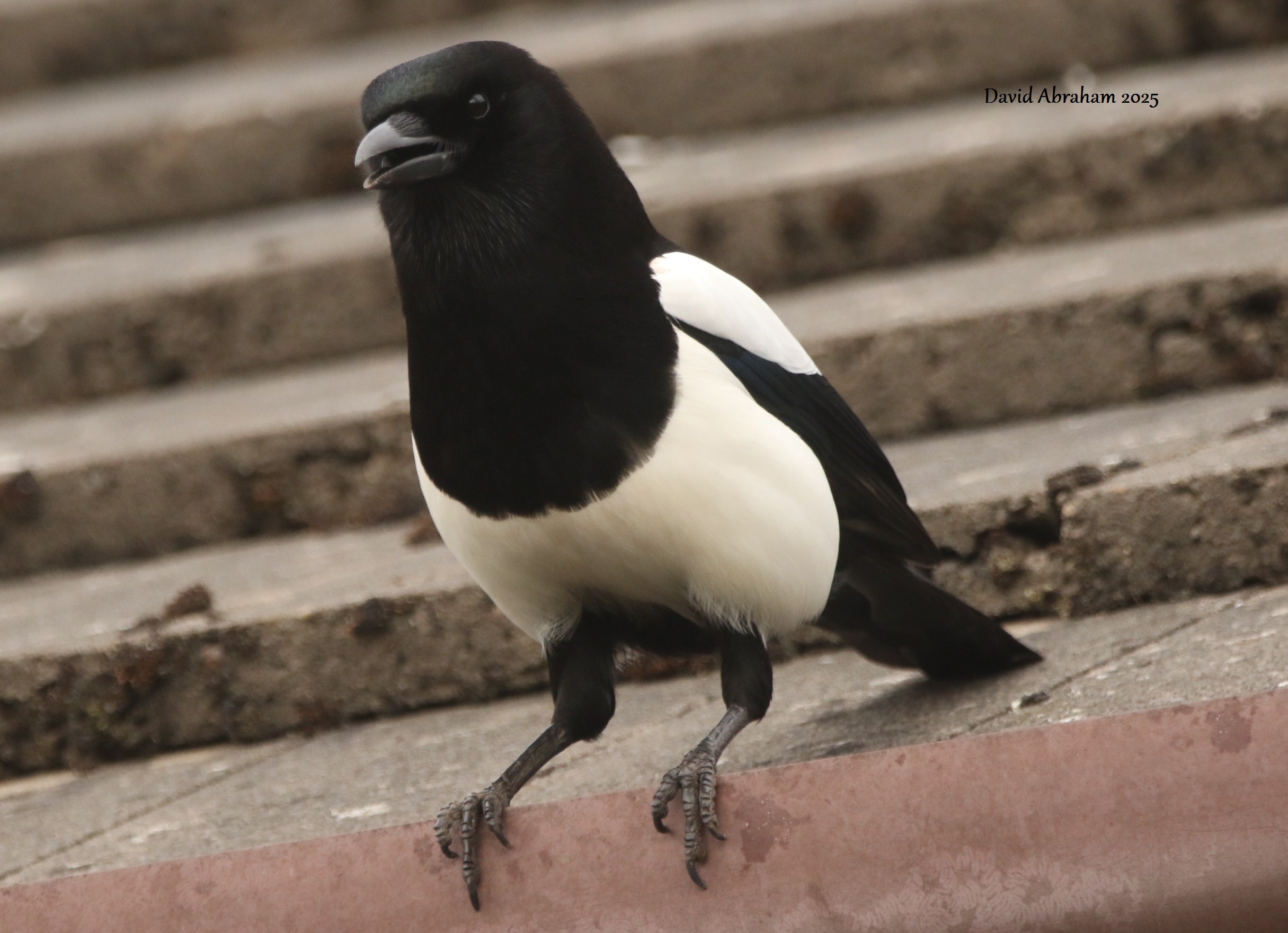 Magpie 