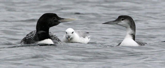White-billed Diver