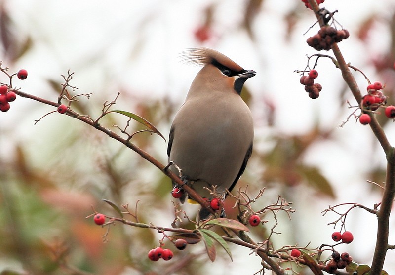 Waxwing