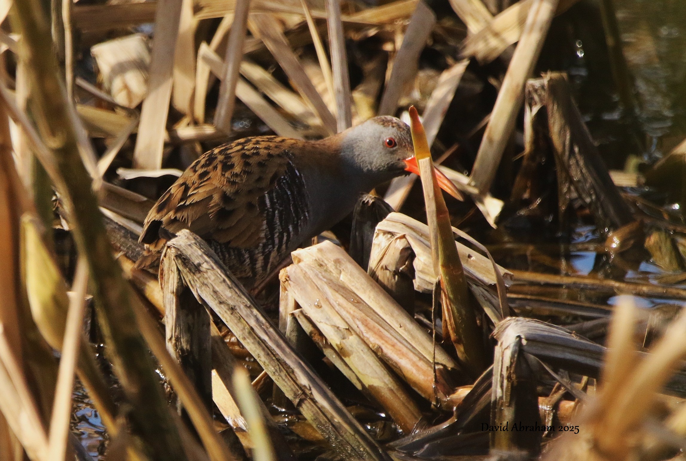 Water Rail 