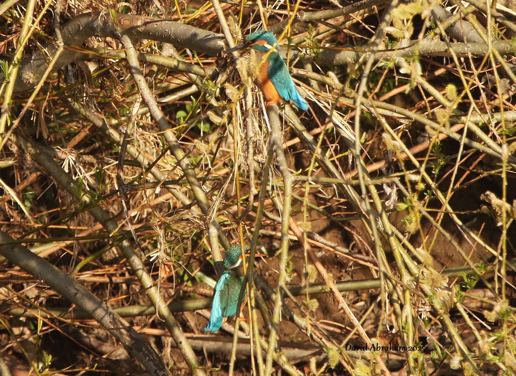 Kingfisher 