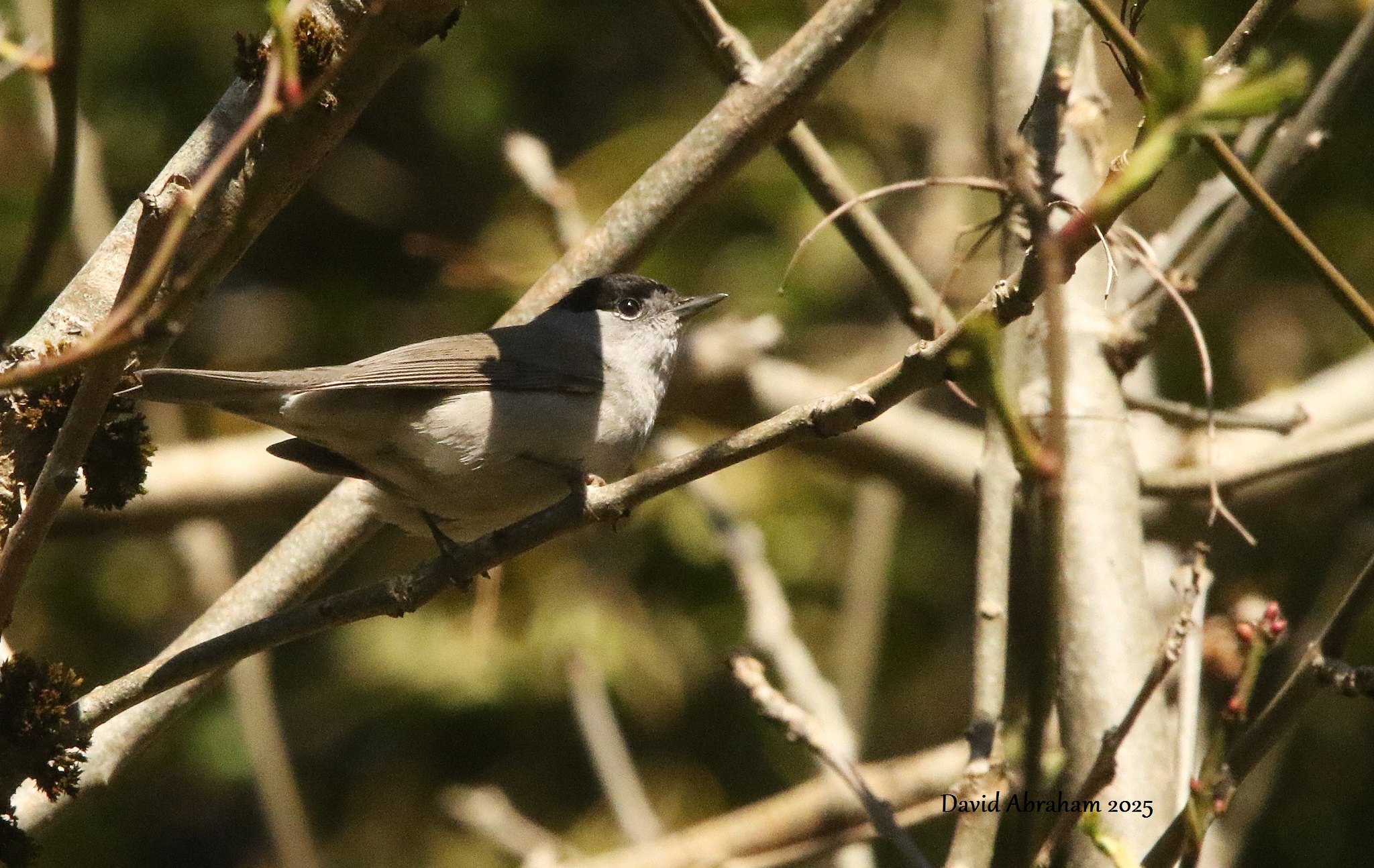 Blackcap 