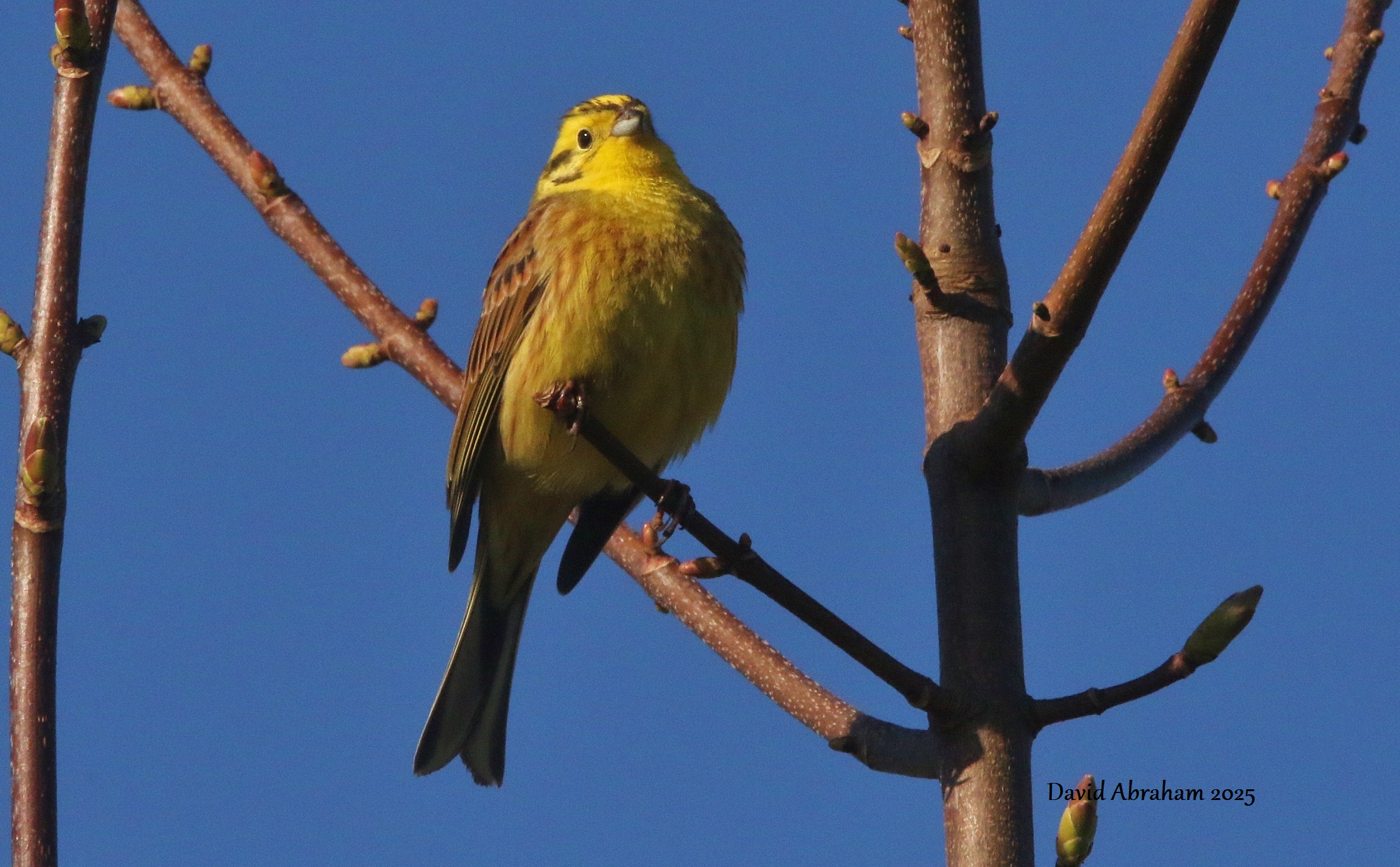 Yellowhammer 