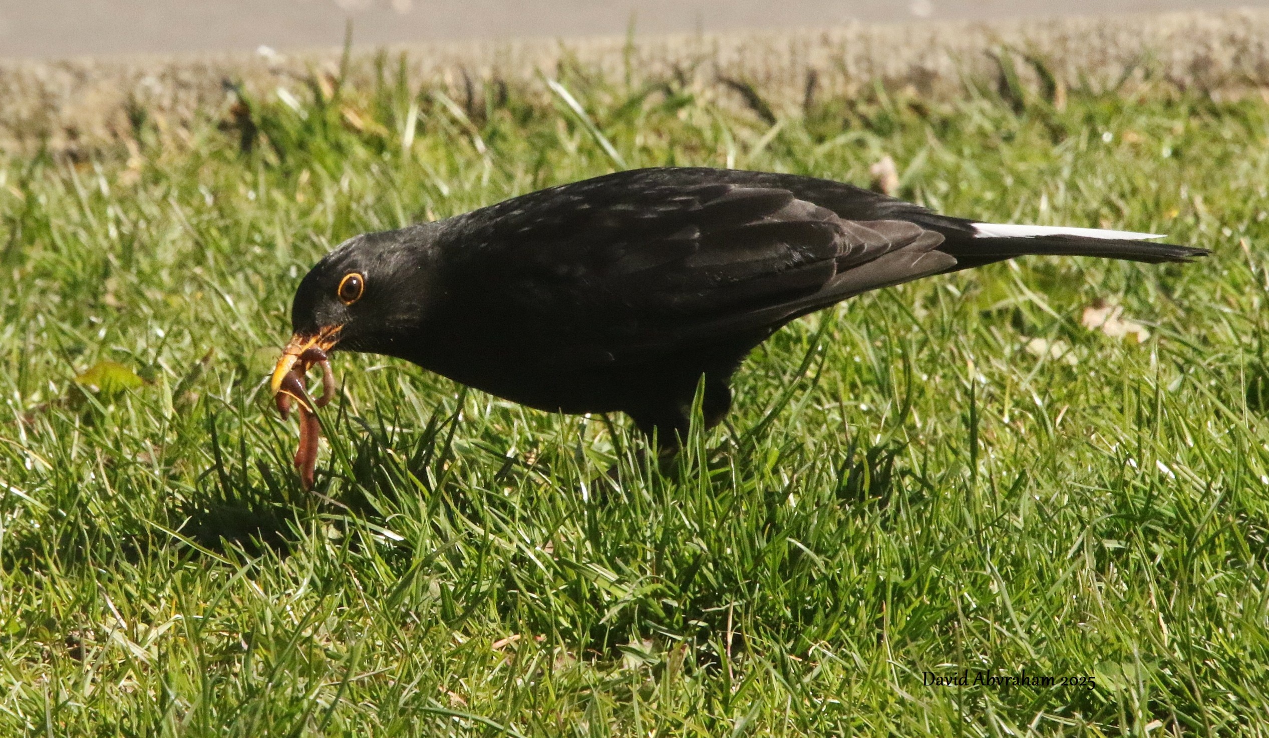 Blackbird 