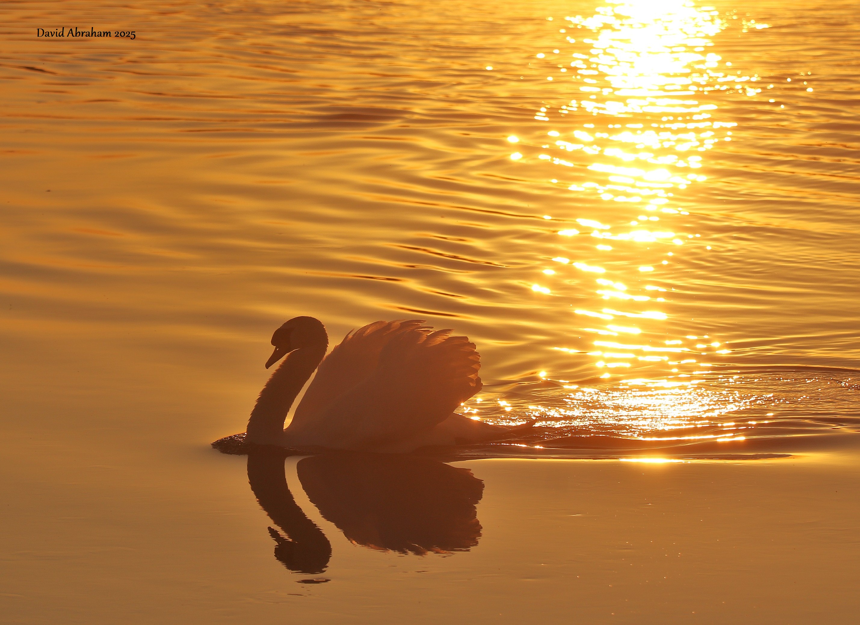 Mute Swan 