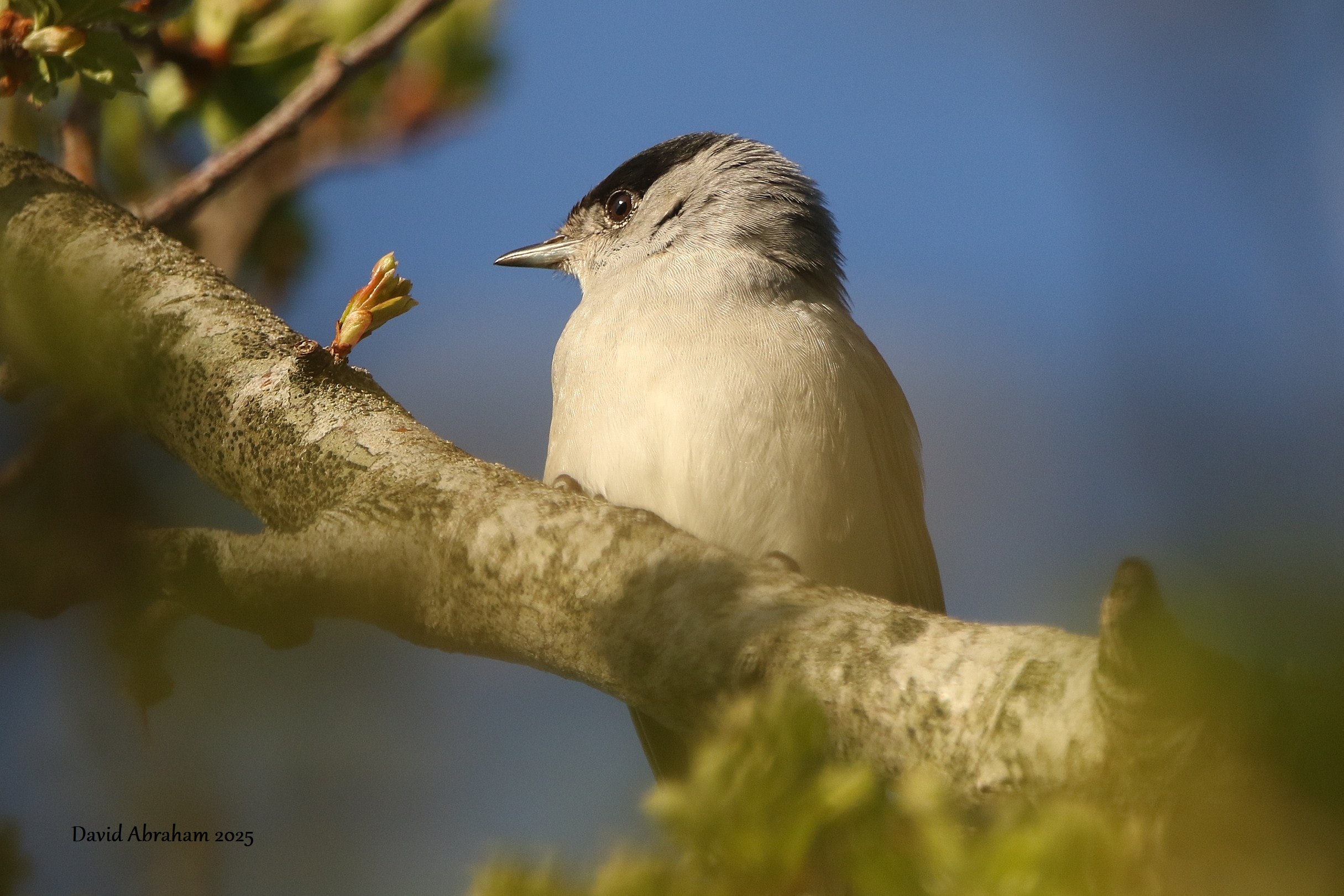 Blackcap
