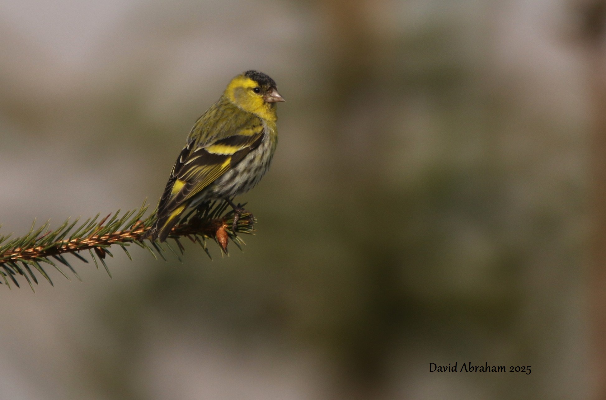 Siskin 
