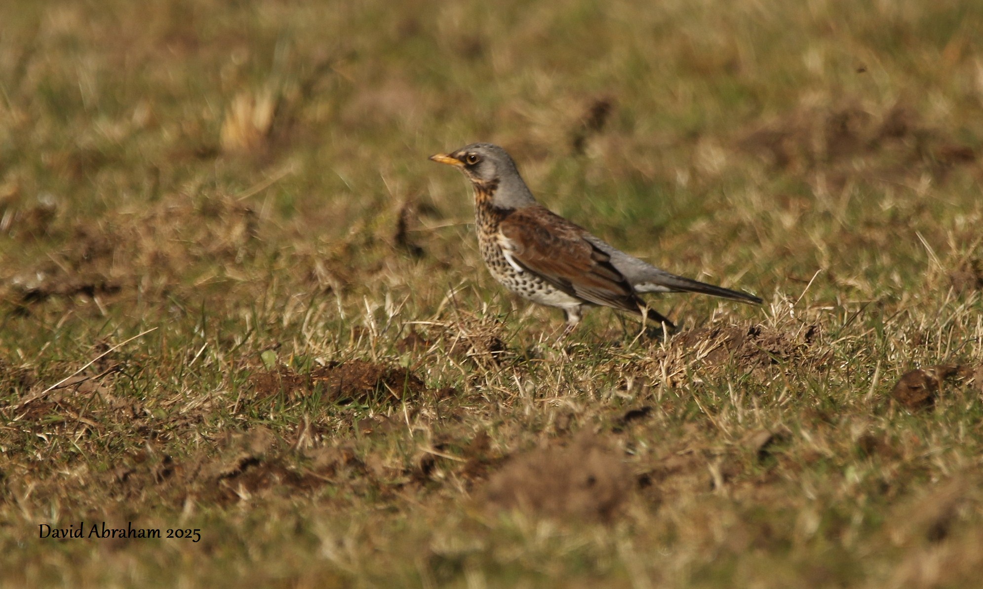 Fieldfare 
