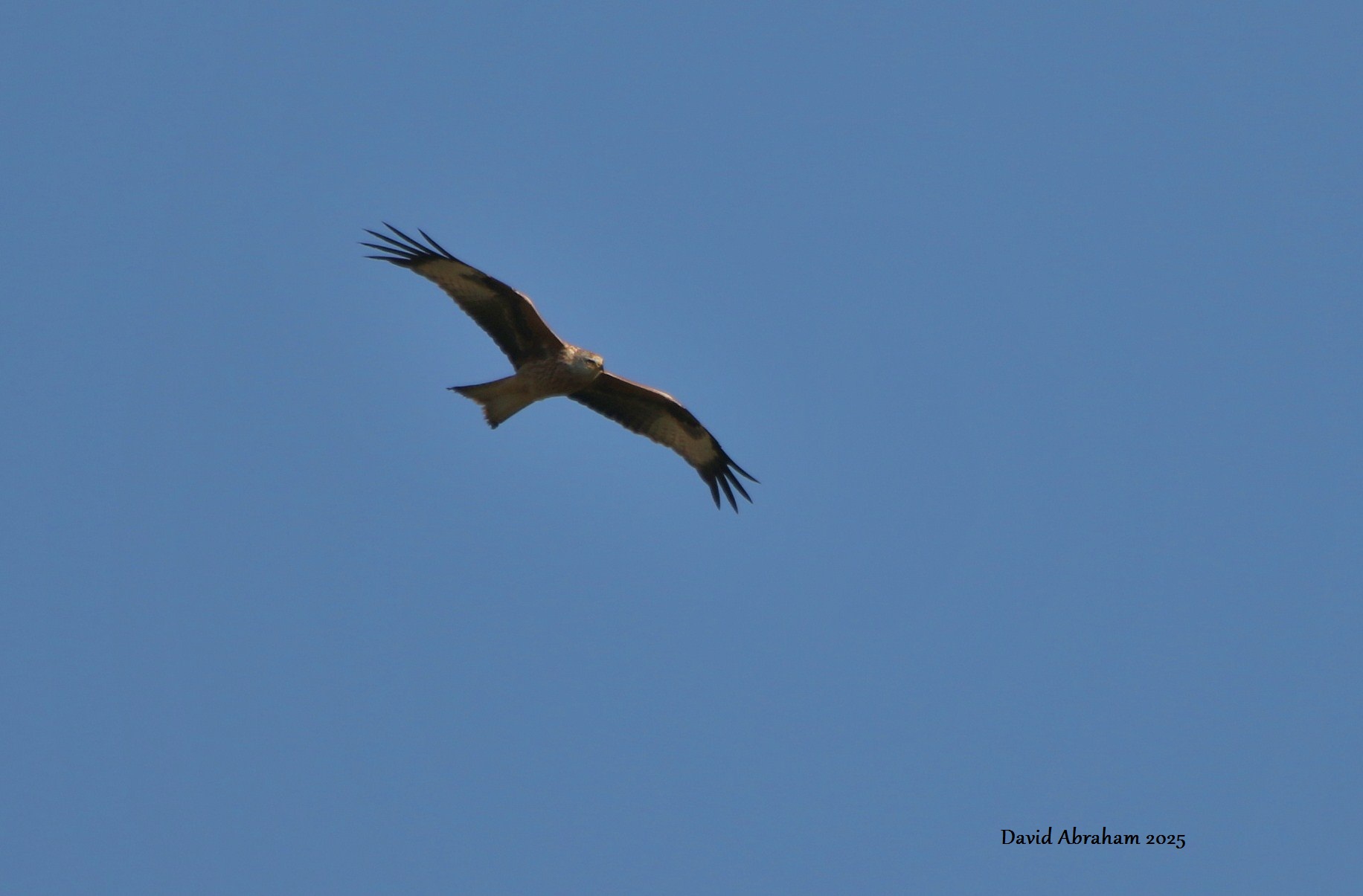 Red Kite