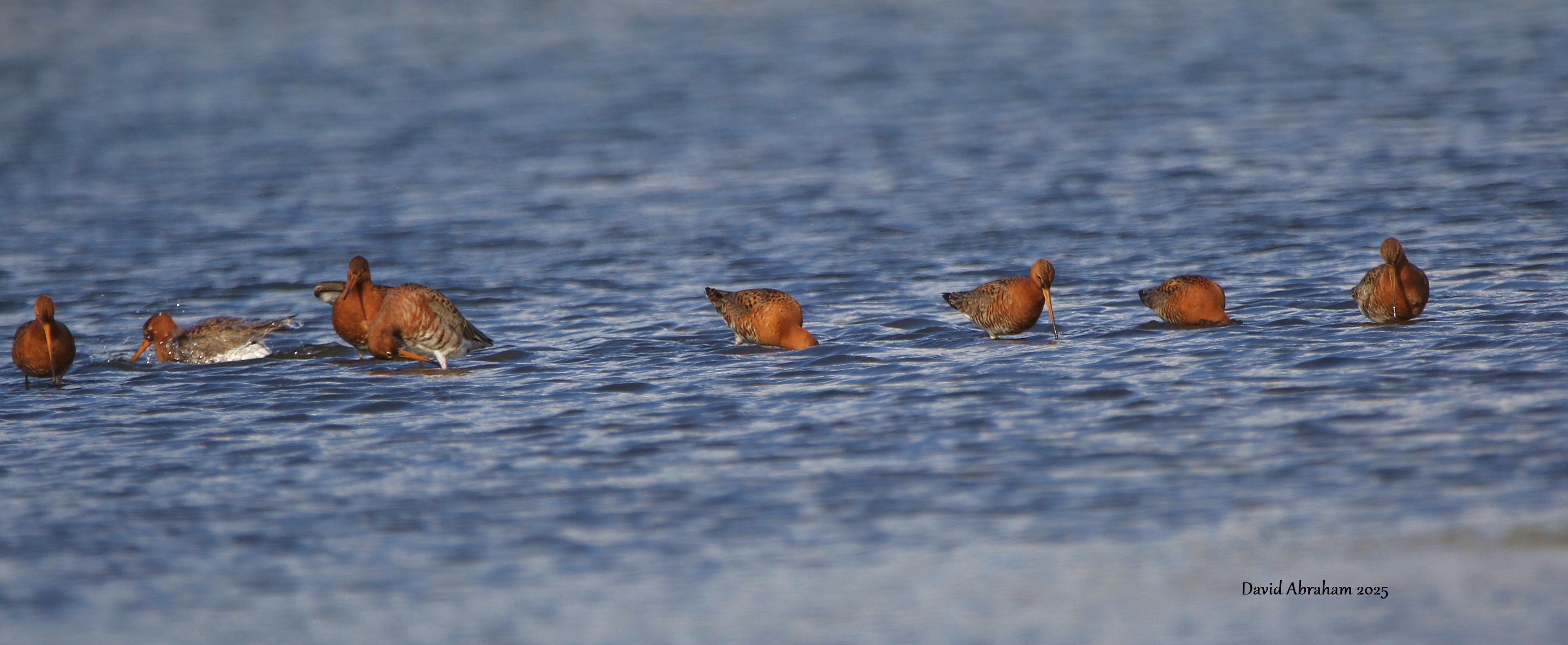 Black-tailed Godwit