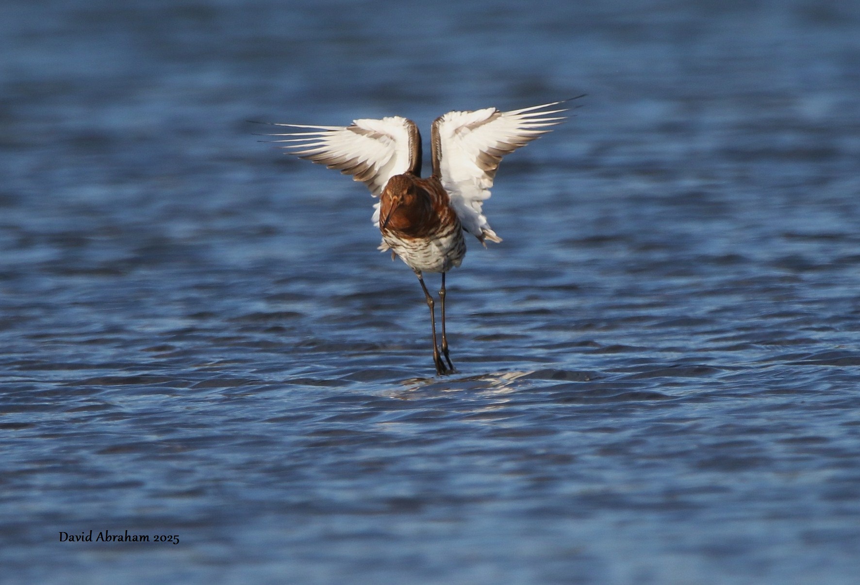 Black-tailed Godwit