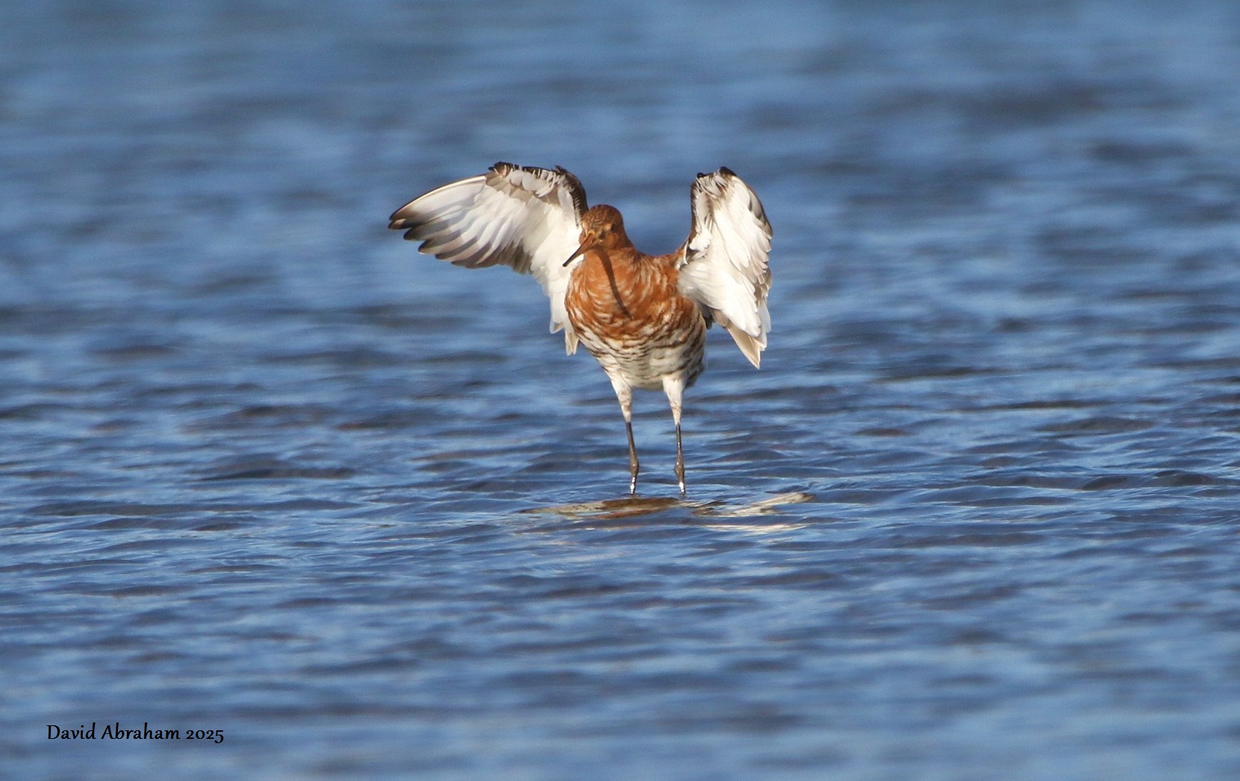 Black-tailed Godwit 