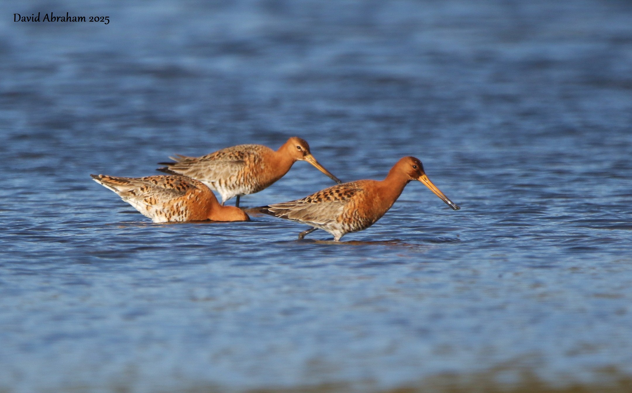 Black-tailed Godwit 