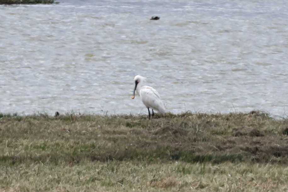 Spoonbill
