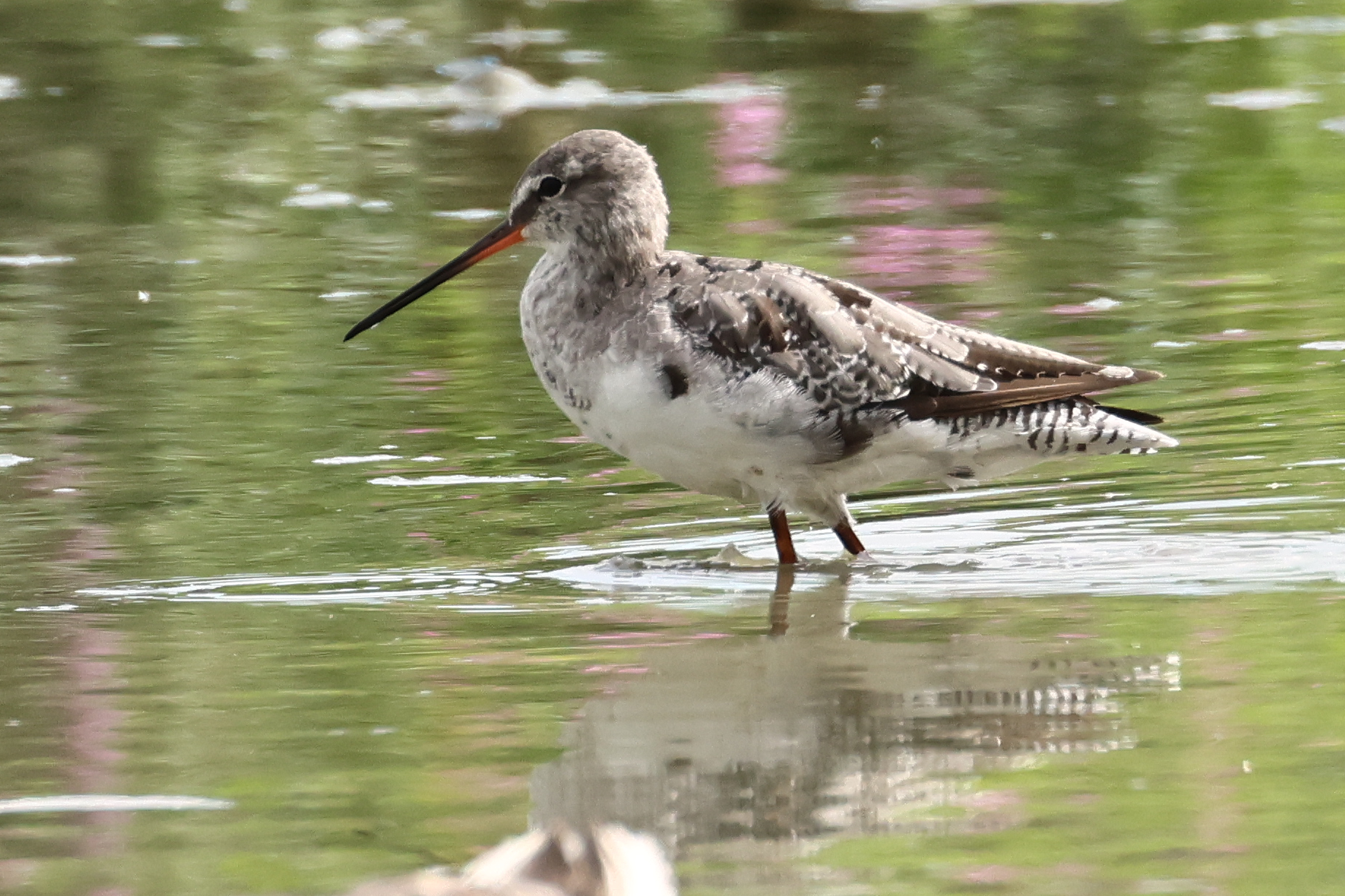 Spotted Redshank