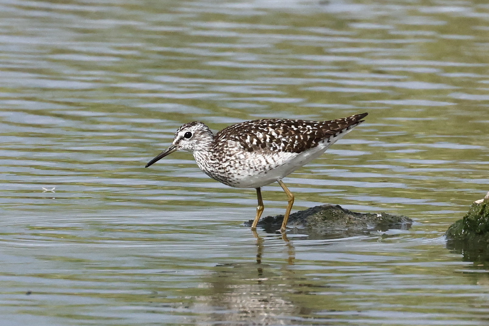 Wood Sandpiper